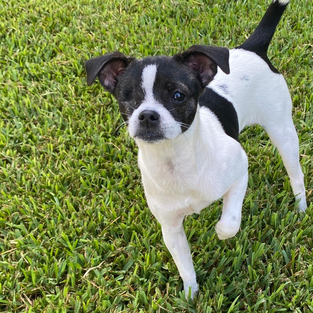 Tilly, a Adoptable mixed breed in Houston, TX image 1/6