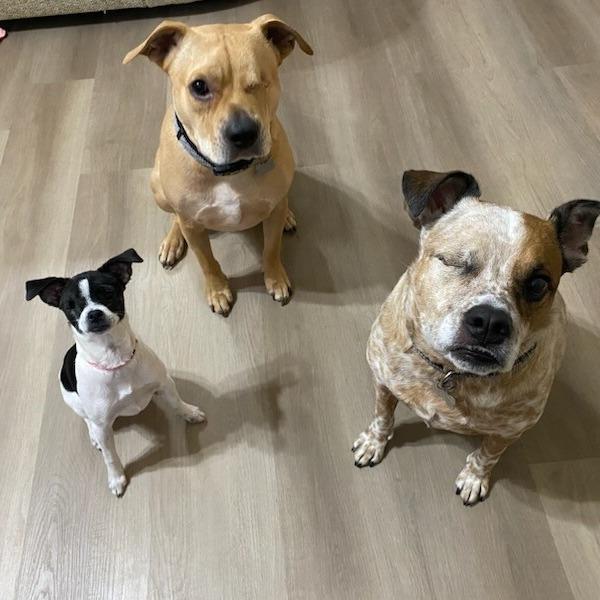 Tilly, a Adoptable mixed breed in Houston, TX image 2/6