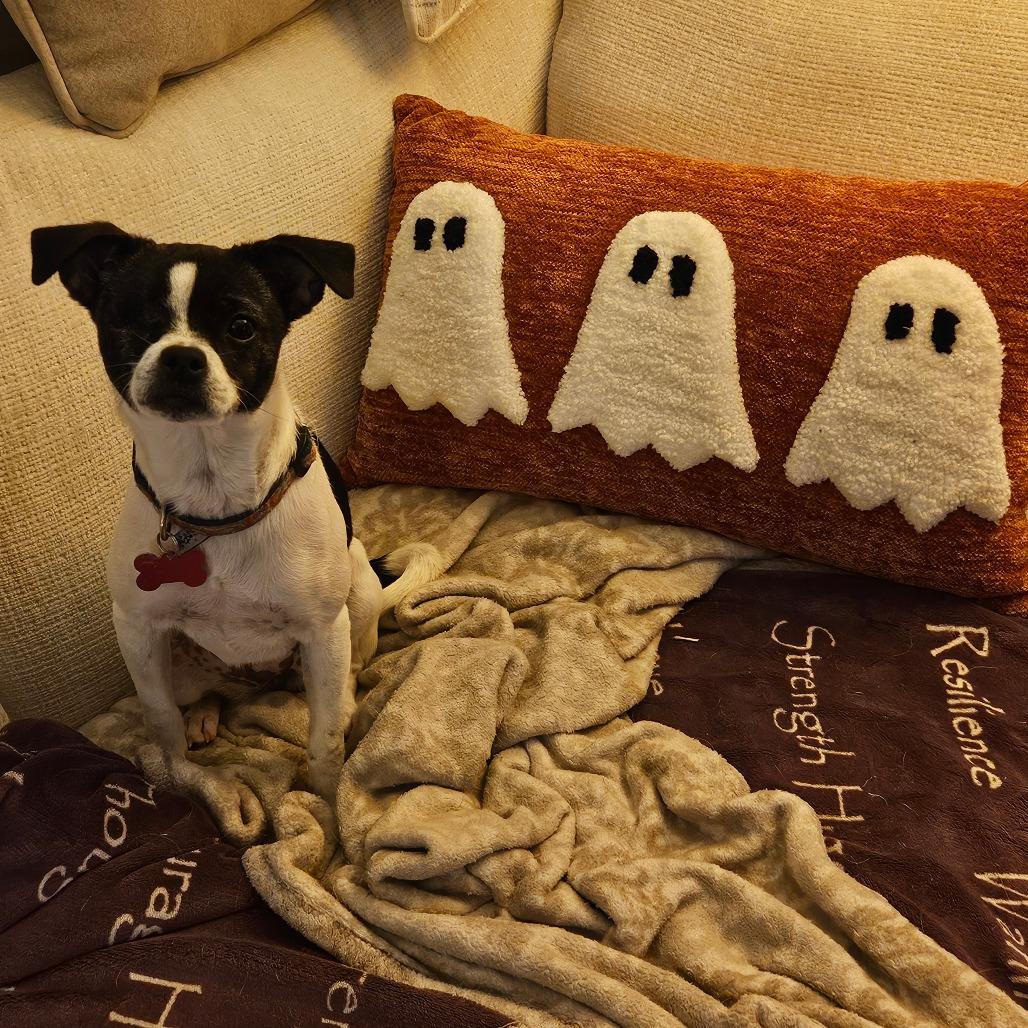 Tilly, Adoptable, Young Female Chihuahua & Shih Tzu.