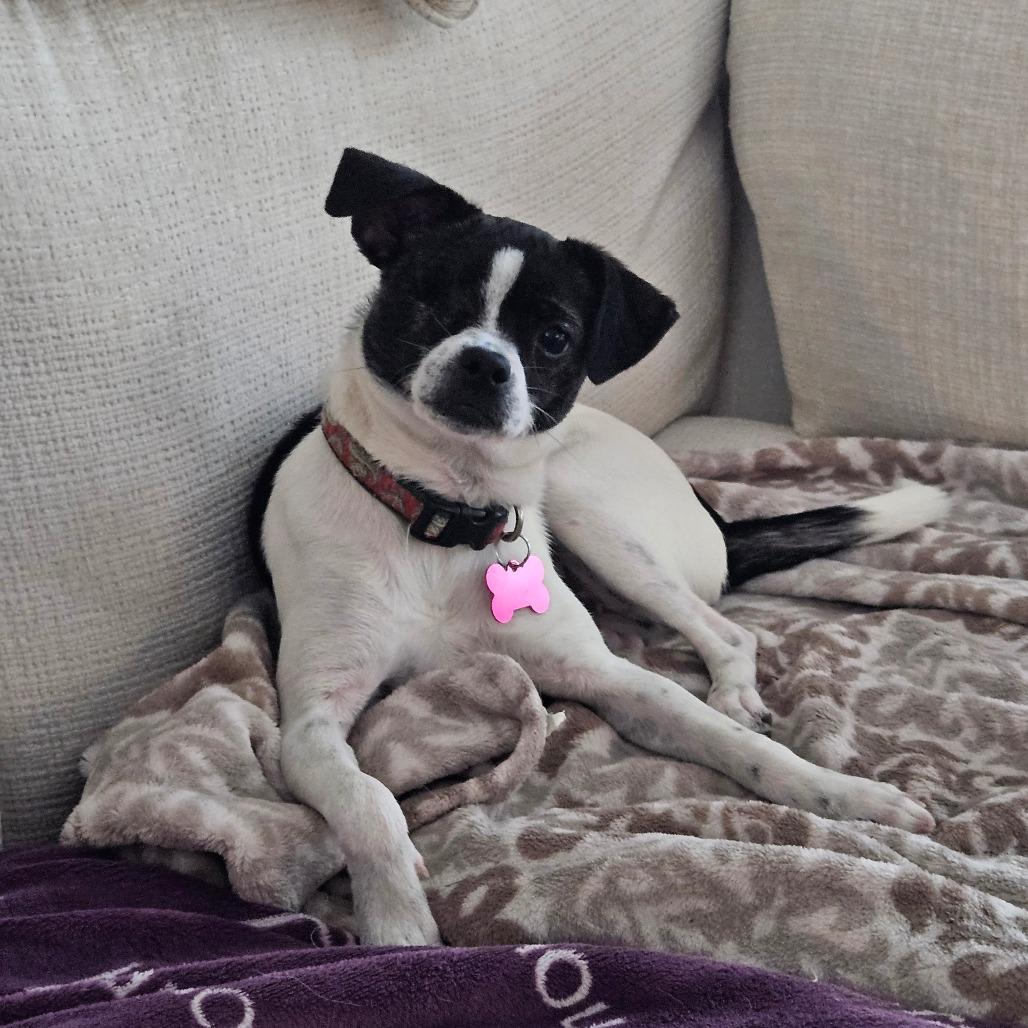 Tilly, a Adoptable mixed breed in Houston, TX image 4/6