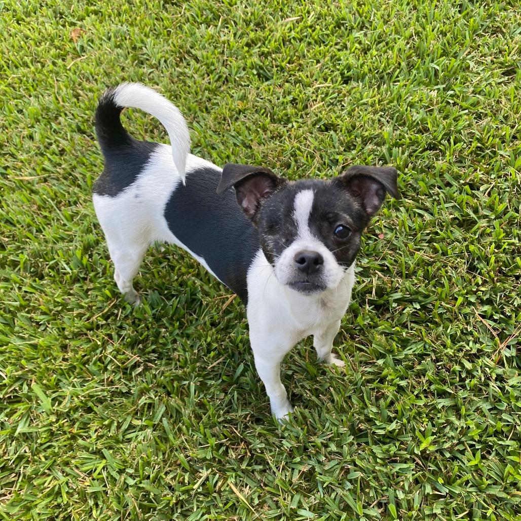 Tilly, a Adoptable mixed breed in Houston, TX image 6/6