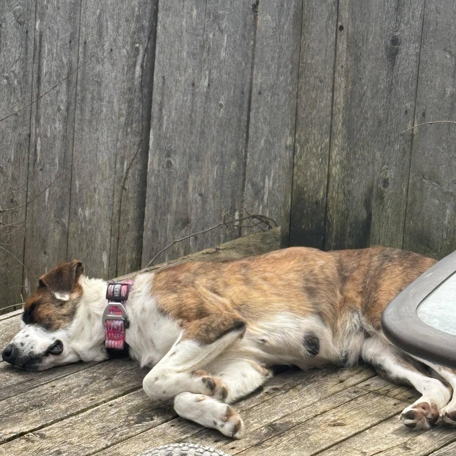 Suki, an adoptable mixed breed in Woodstock, ON image 5/6