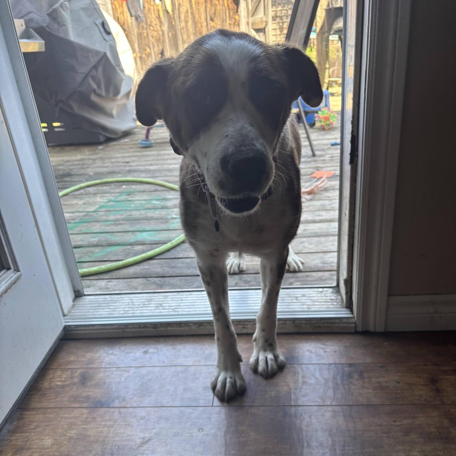 Suki, an adoptable mixed breed in Woodstock, ON image 6/6