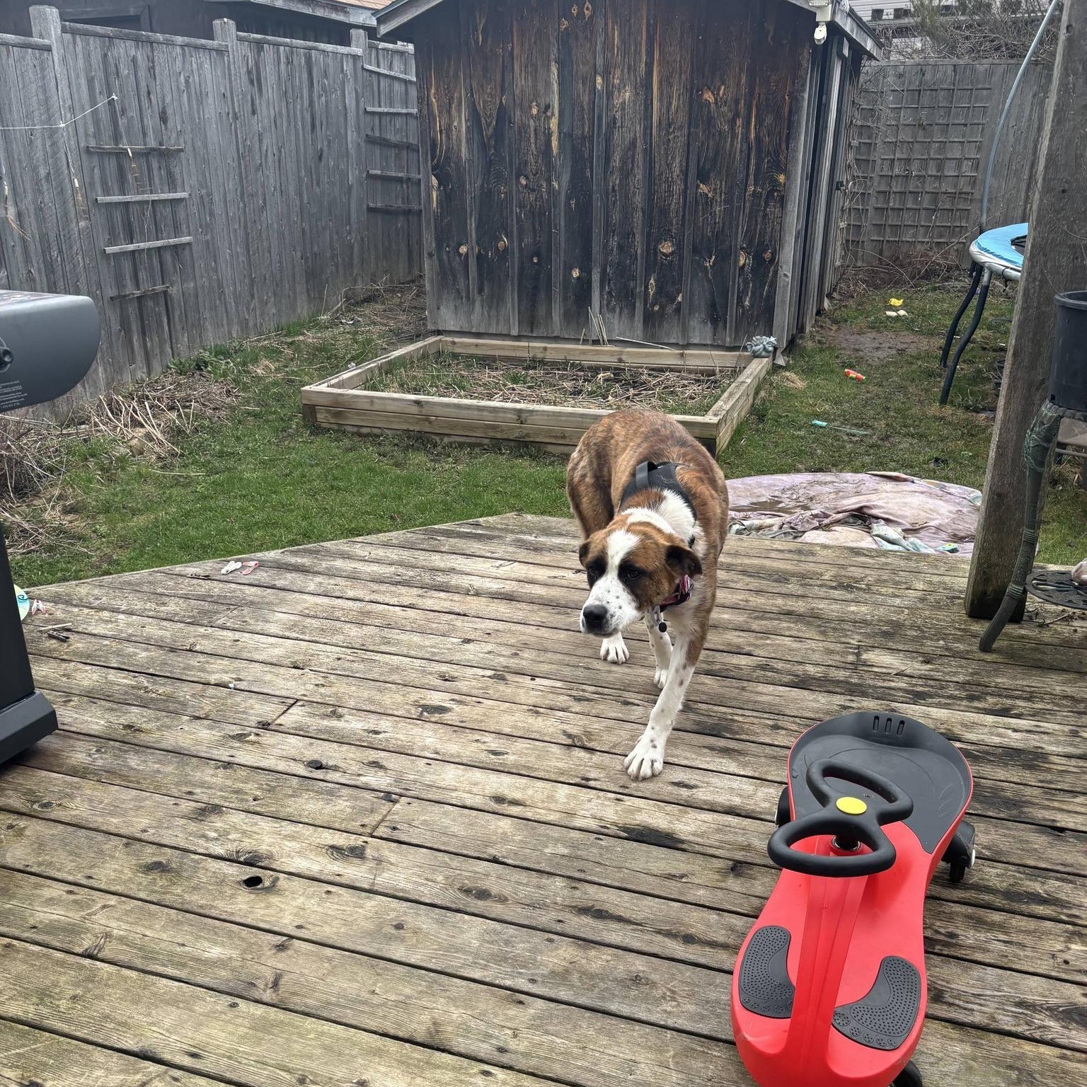 Suki, an adoptable mixed breed in Woodstock, ON image 3/6