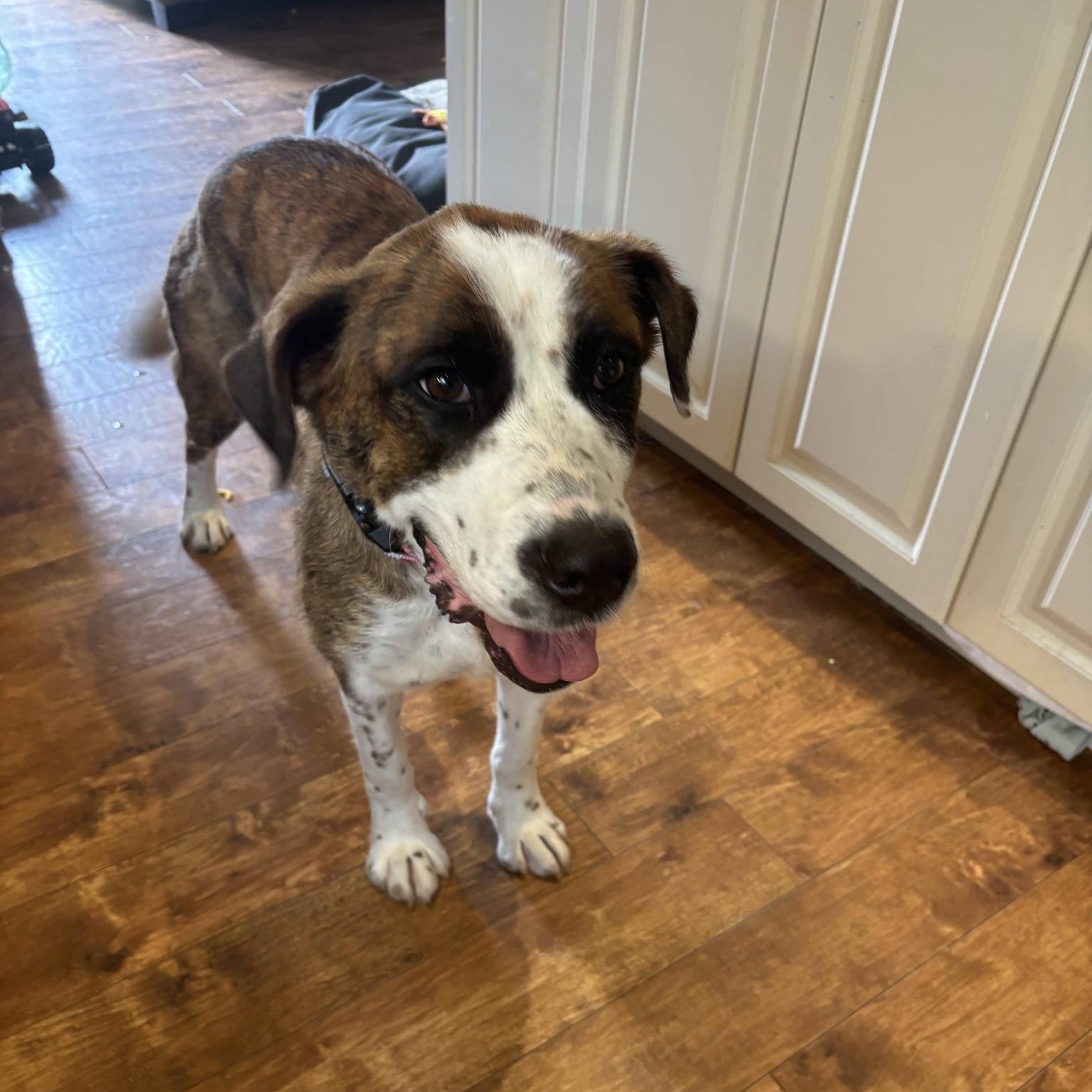 Suki, an adoptable mixed breed in Woodstock, ON image 1/6