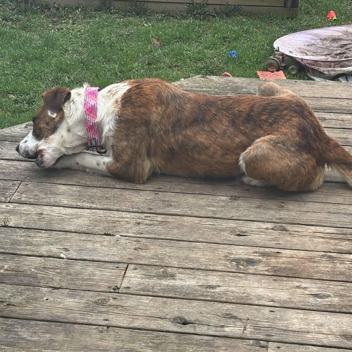 Suki, an adoptable mixed breed in Woodstock, ON image 4/6