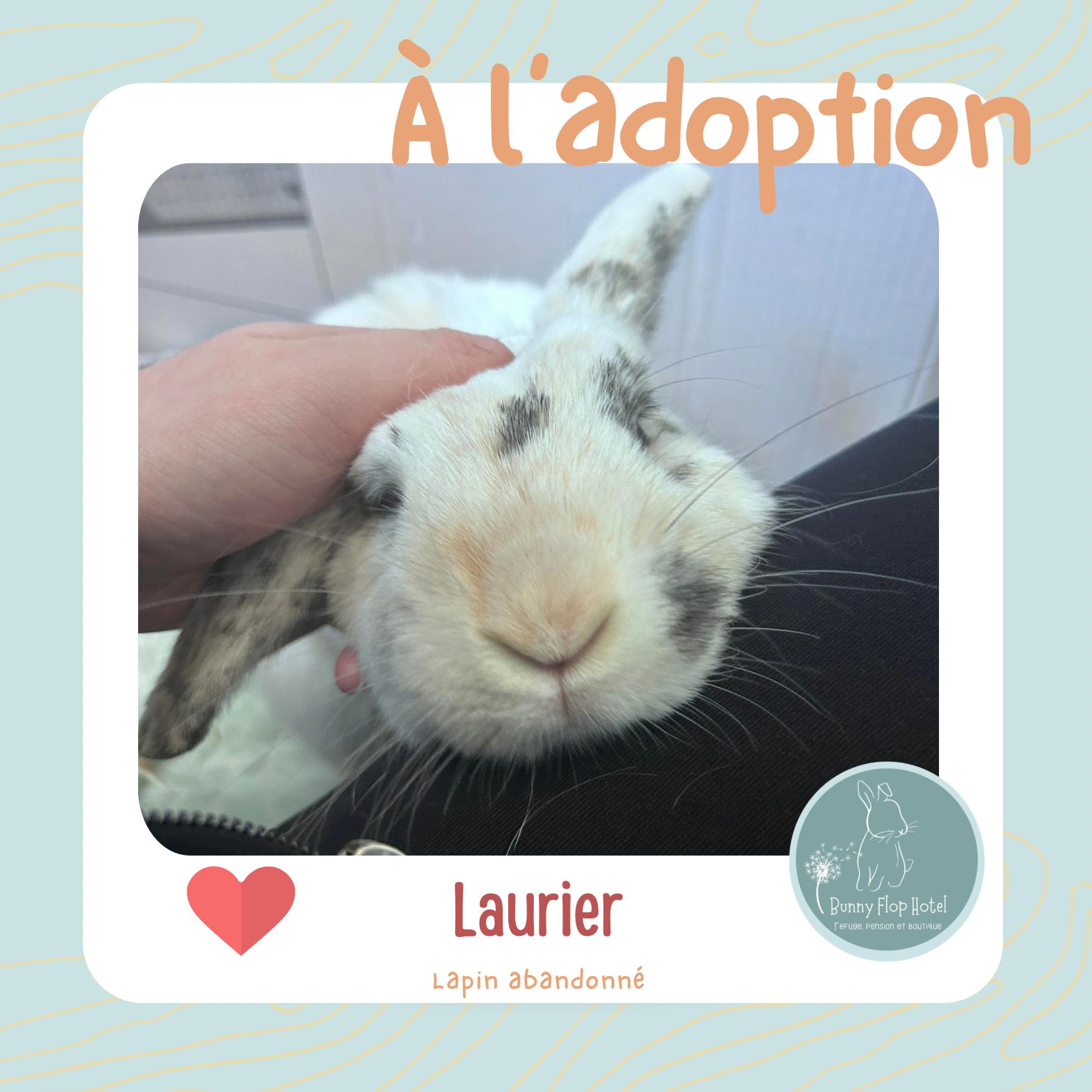 Laurier, ADOPTABLE, Adult Male American & American Fuzzy Lop.