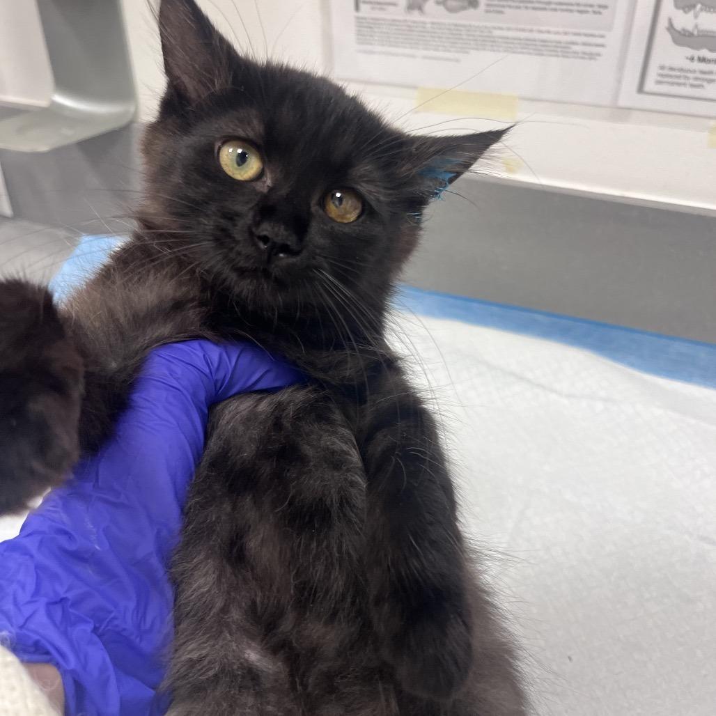Daisy (Light Blue), Adoptable, Kitten Female Domestic Long Hair.