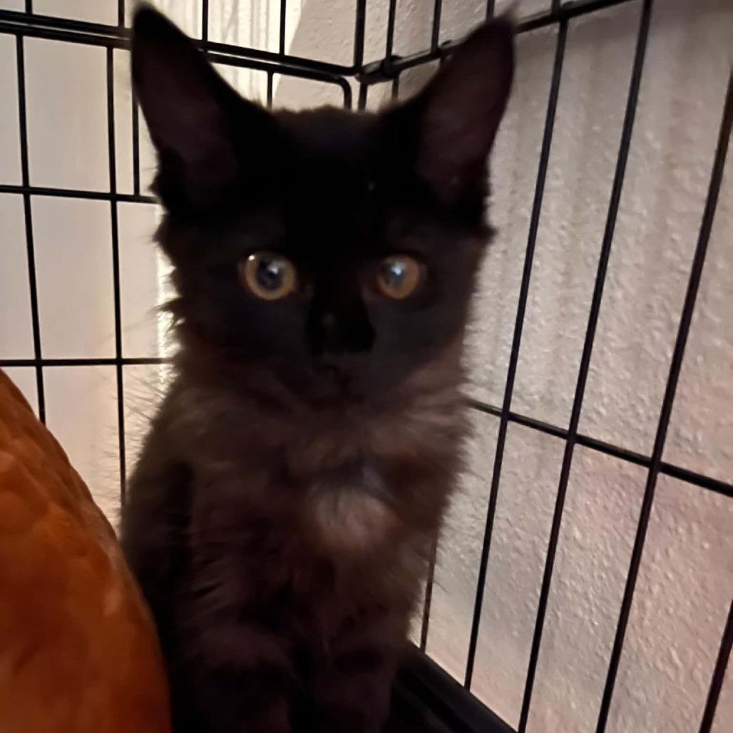 Enlarge Daisy (Light Blue), a Adoptable Domestic Long Hair in Bentonville, AR image 2/3