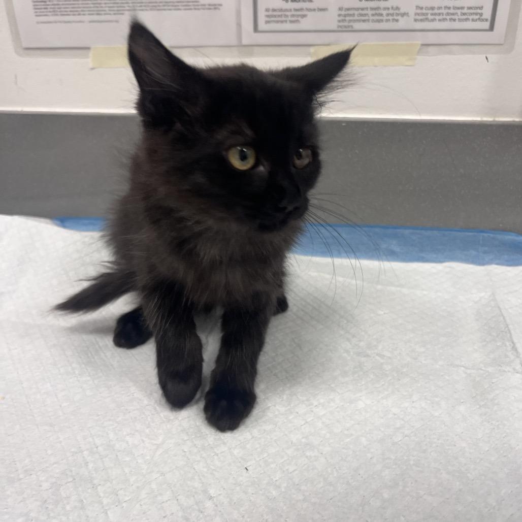 Enlarge Daisy (Light Blue), a Adoptable Domestic Long Hair in Bentonville, AR image 3/3