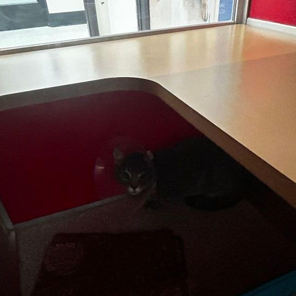 Gwen, Adoptable, Adult Female Domestic Short Hair.