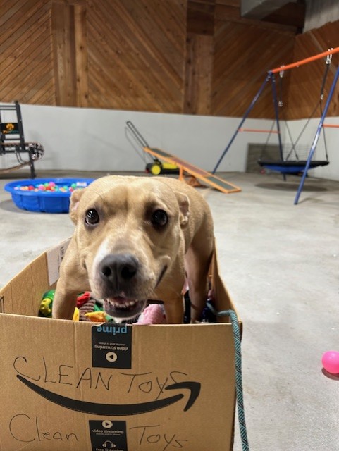 Enlarge Olive, a Adoptable mixed breed in Houston, TX image 3/6