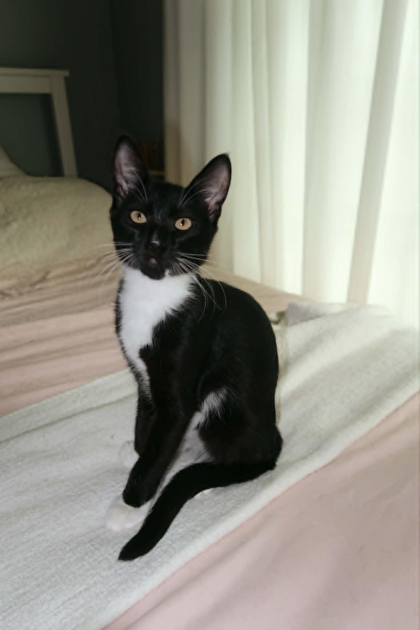 Enlarge Trinity, a Adoptable Domestic Short Hair in Overland Park, KS image 1/2