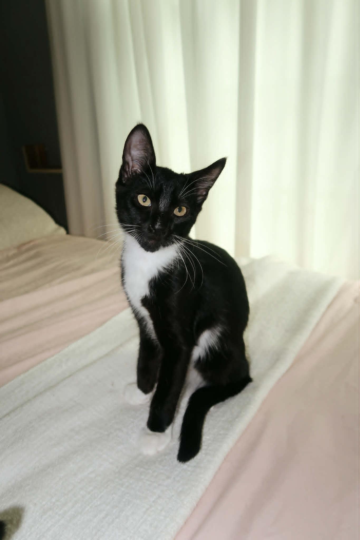 Enlarge Trinity, a Adoptable Domestic Short Hair in Overland Park, KS image 2/2