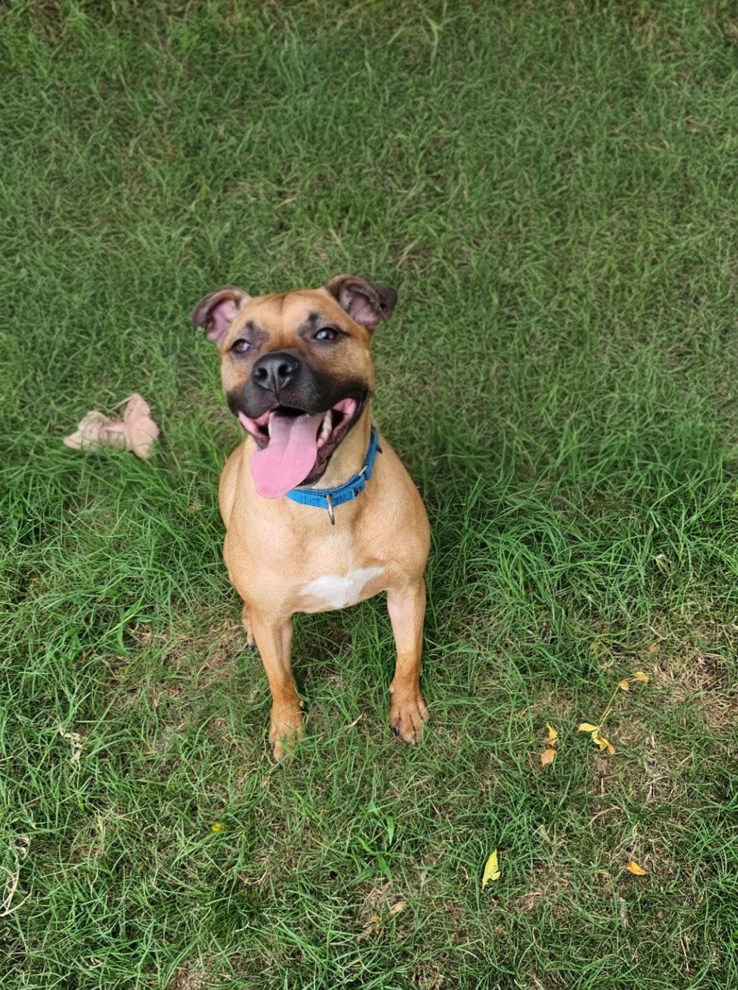 Brownie, Adoptable, Young Male Black Mouth Cur.
