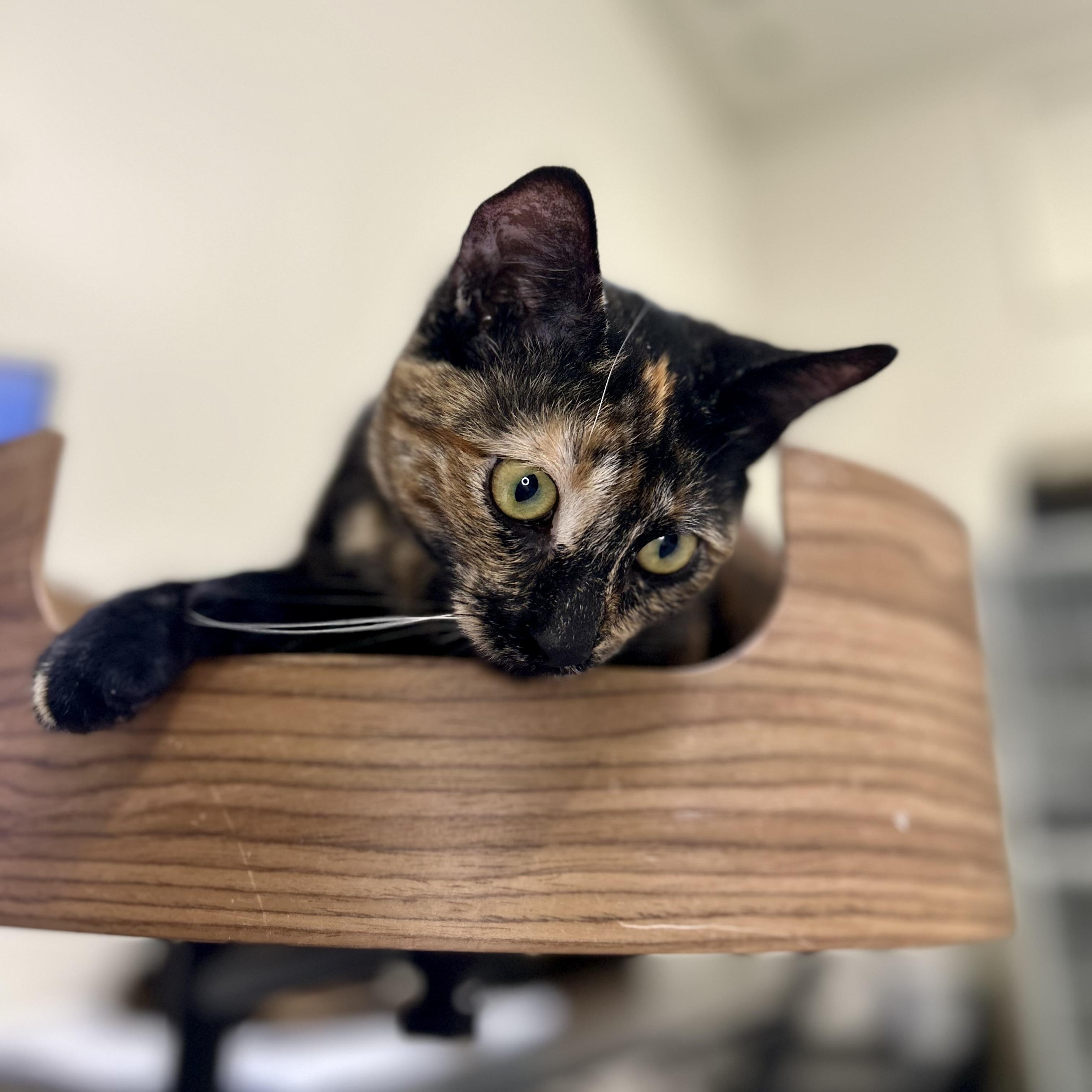 Enlarge Cricket , a Adoptable Domestic Short Hair in Santa Monica, CA image 2/3