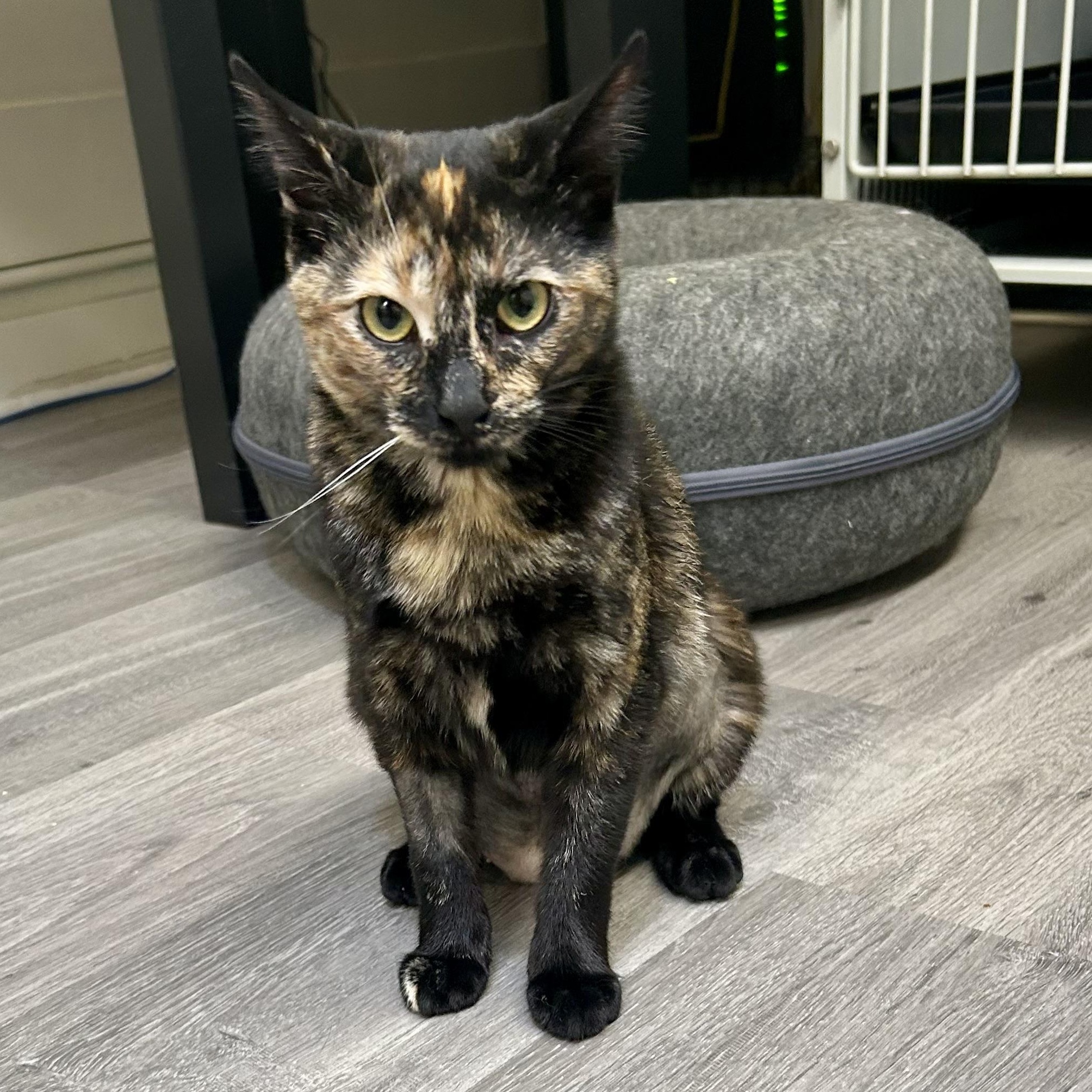 Enlarge Cricket , a Adoptable Domestic Short Hair in Santa Monica, CA image 3/3