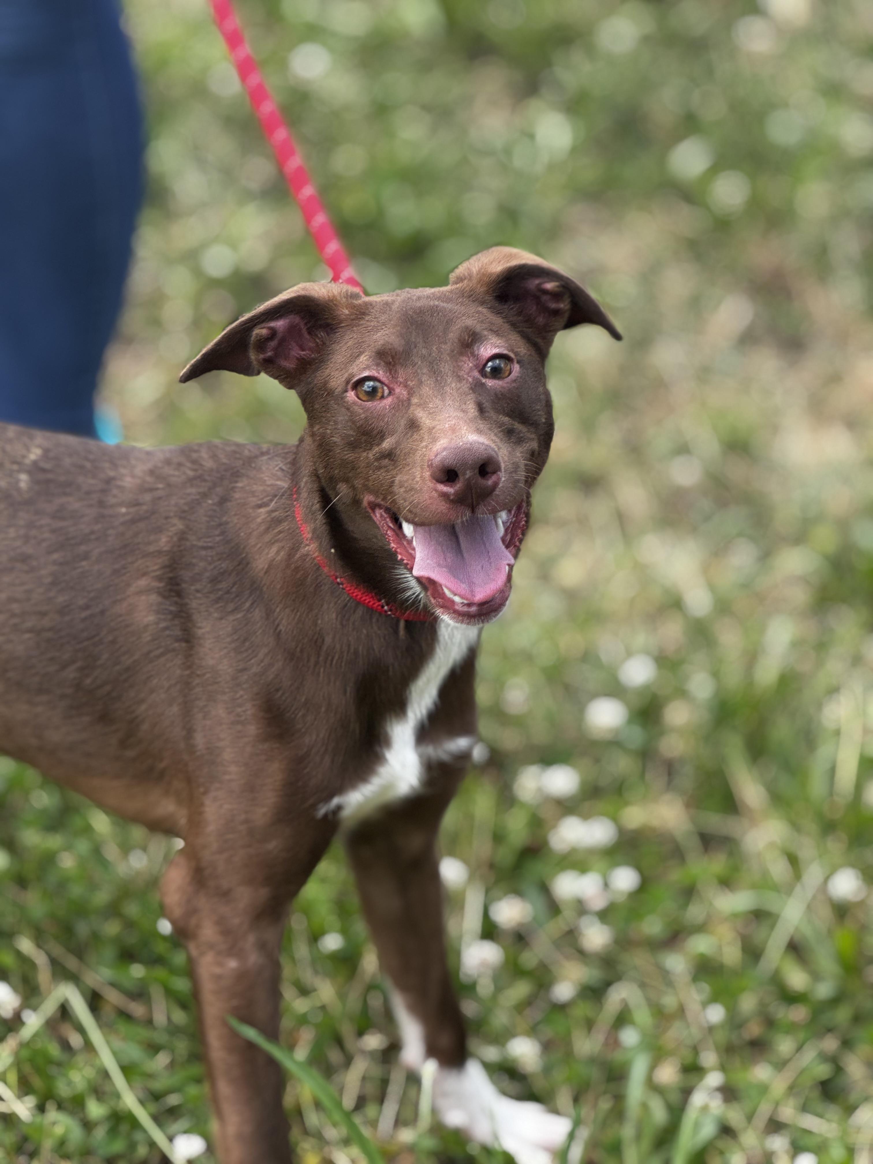 Shamrock, a Adoptable mixed breed in Blue Springs, MO image 1/3