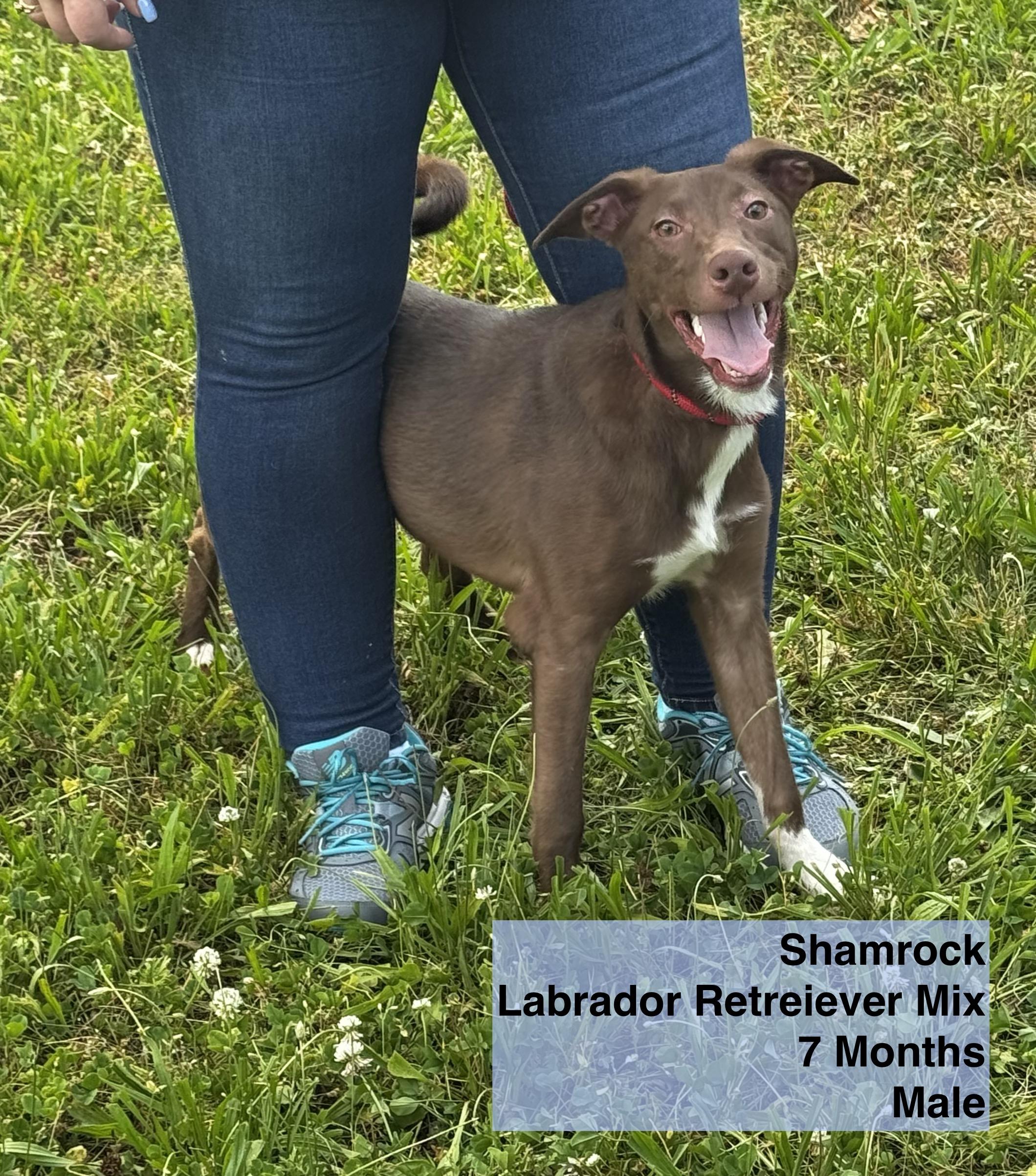 Shamrock, a Adoptable mixed breed in Blue Springs, MO image 2/3