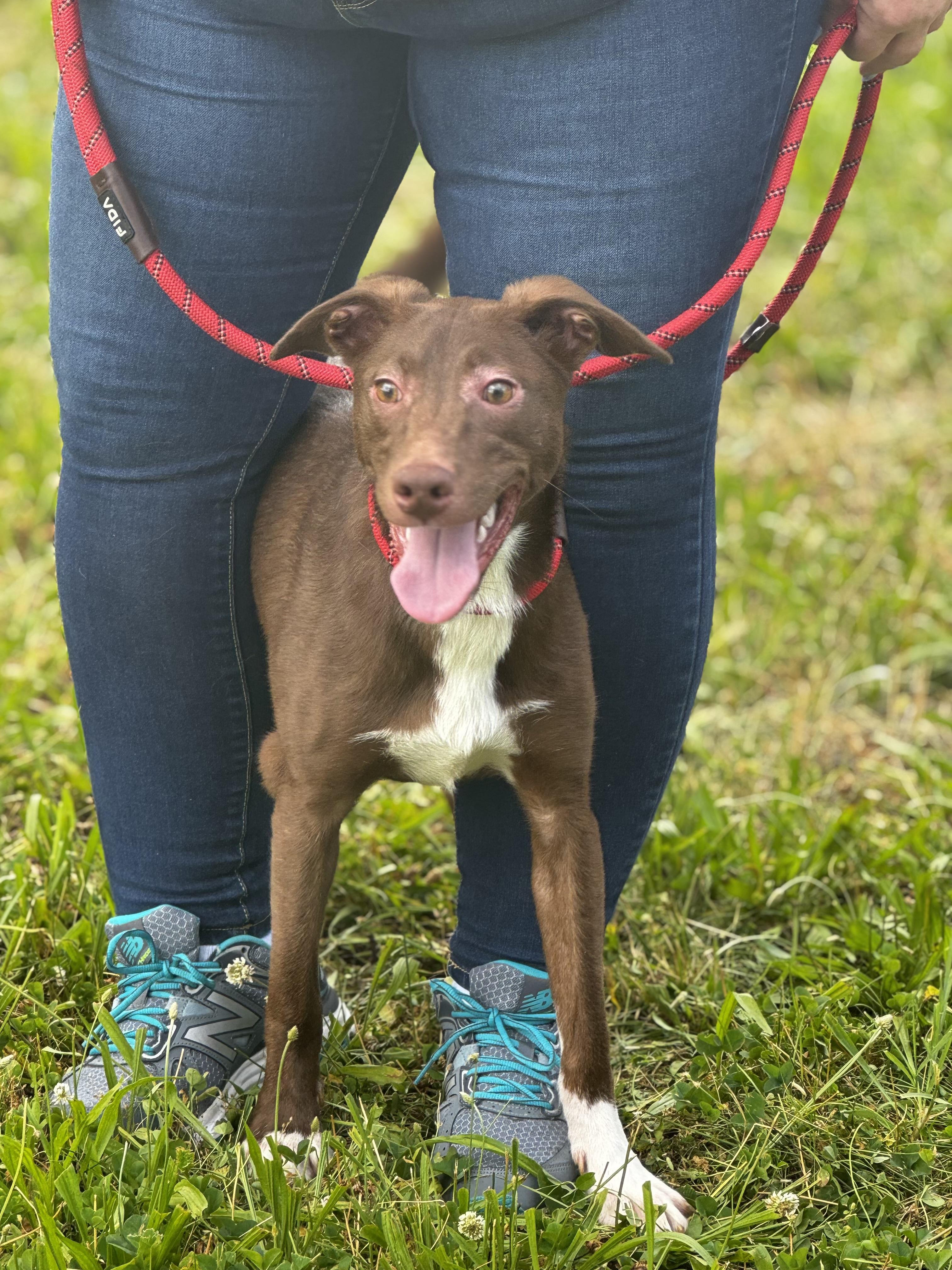 Shamrock, a Adoptable mixed breed in Blue Springs, MO image 3/3