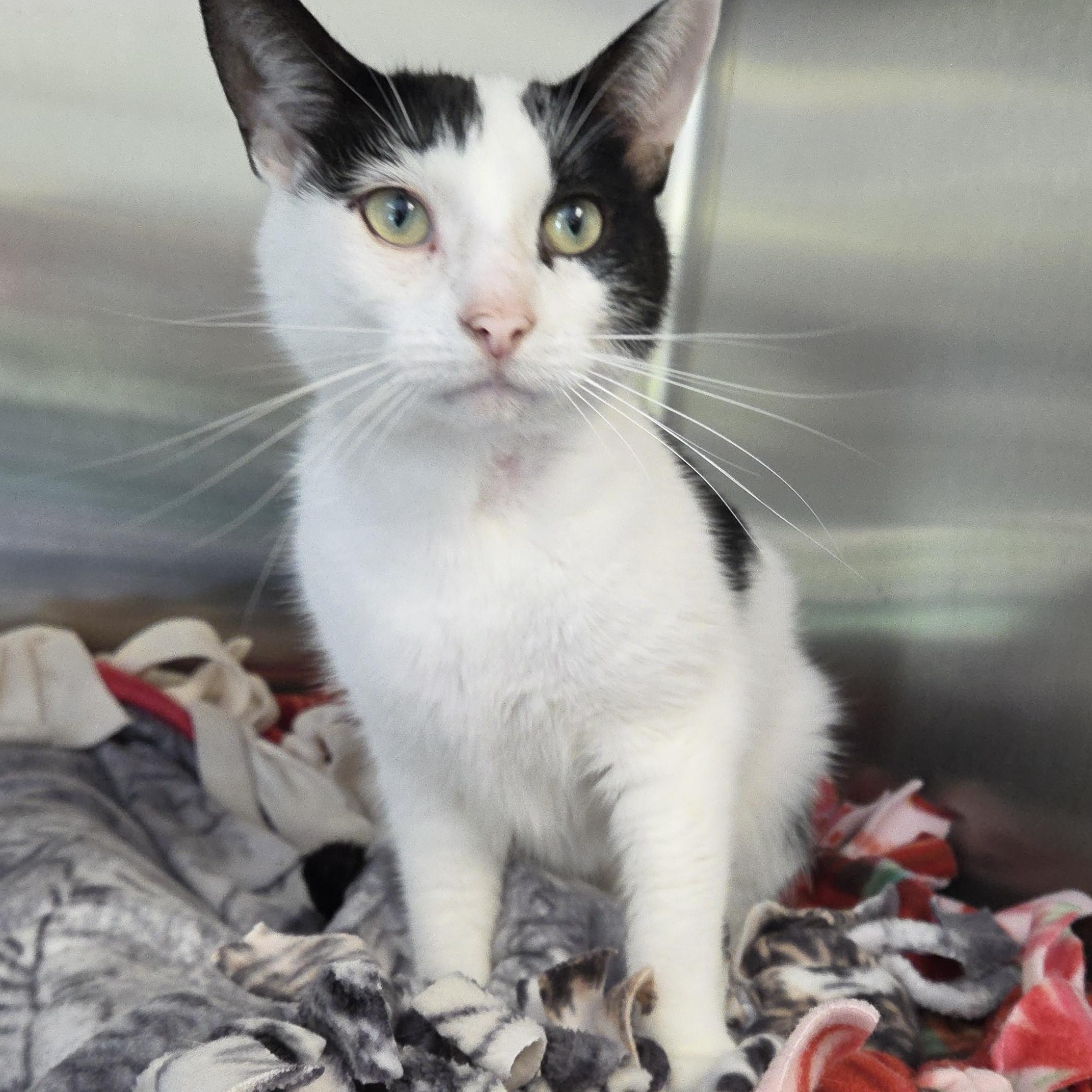 Enlarge Ferdinand, a Adopted mixed breed in Lexington, MI image 1/2