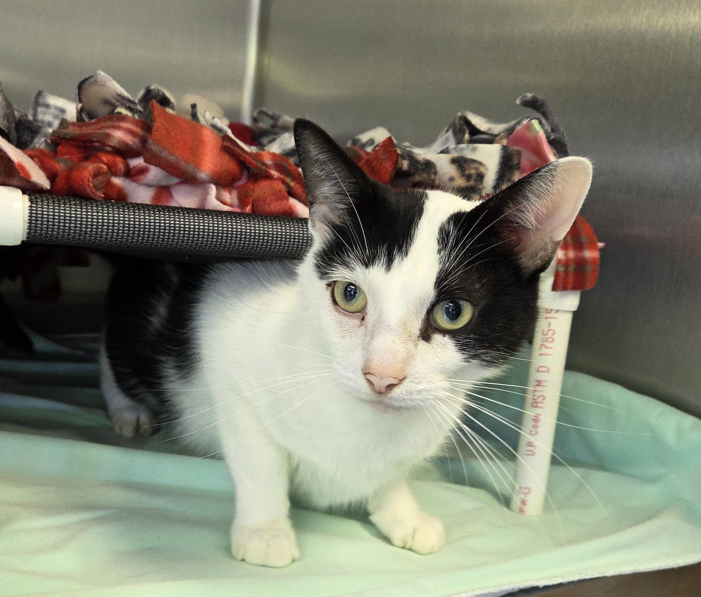 Enlarge Ferdinand, a Adopted mixed breed in Lexington, MI image 2/2