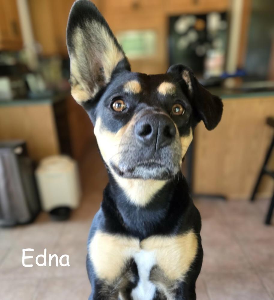 Enlarge Edna aka Belle, a Adoptable mixed breed in Winnipeg, MB image 2/6