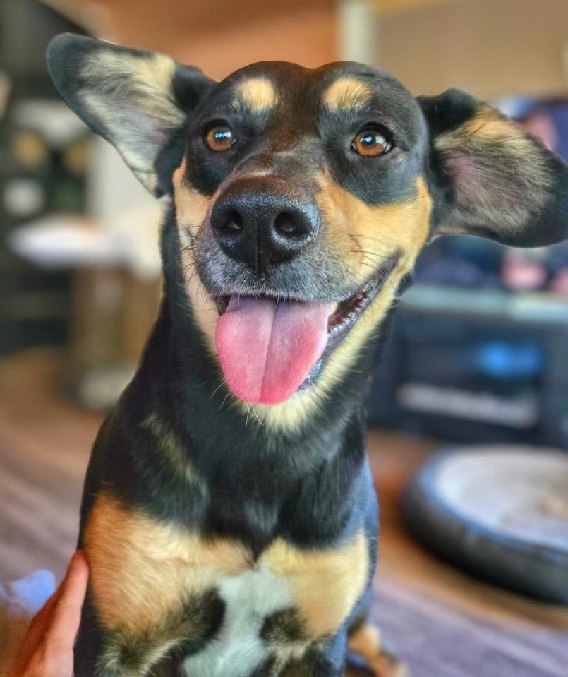 Enlarge Edna aka Belle, a Adoptable mixed breed in Winnipeg, MB image 5/6