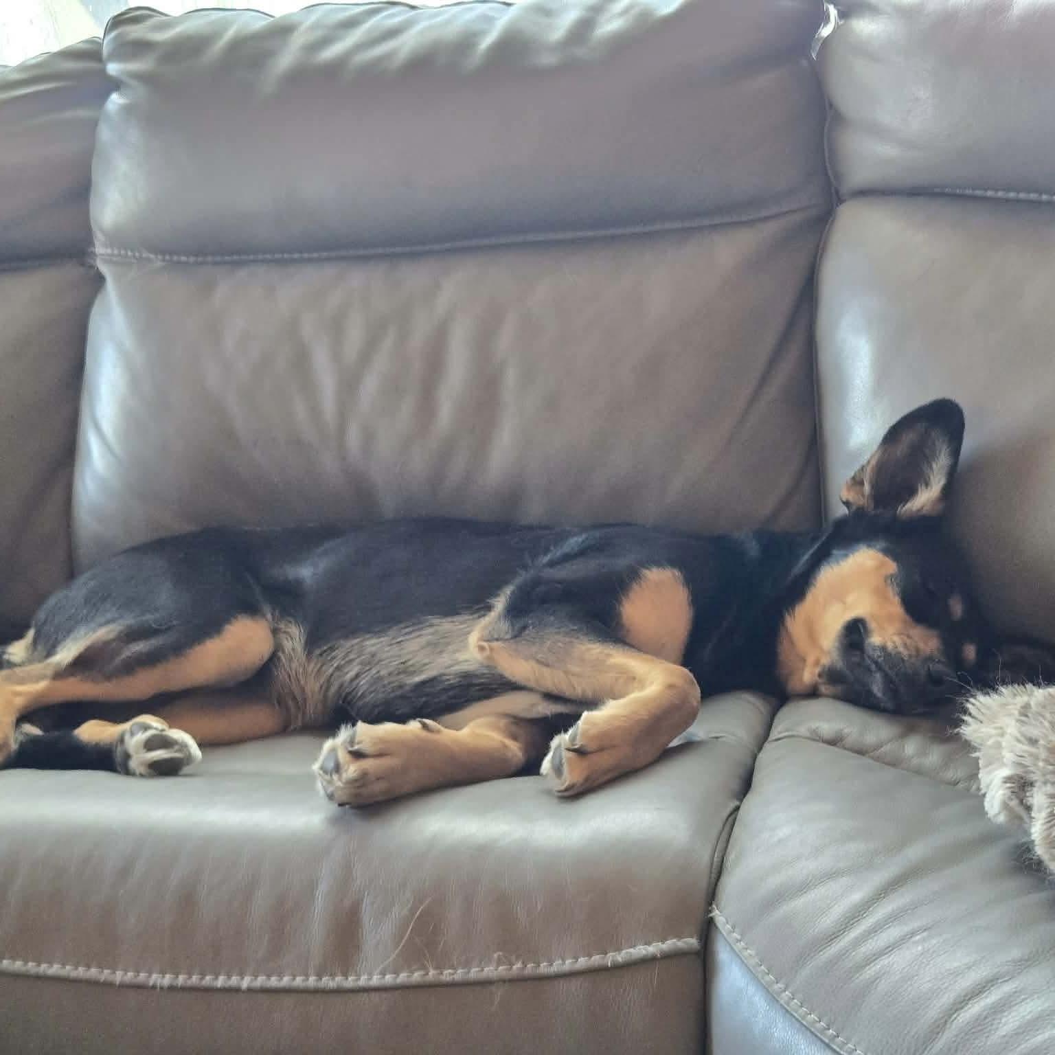 Enlarge Edna aka Belle, a Adoptable mixed breed in Winnipeg, MB image 6/6