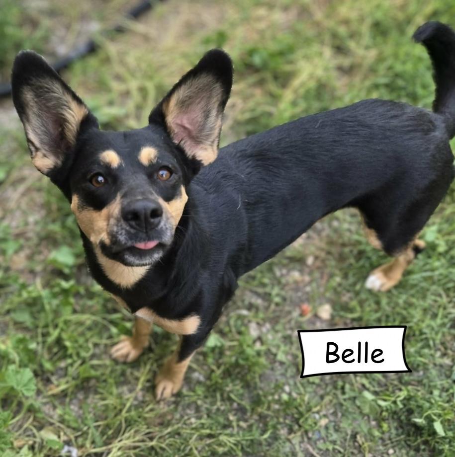 Edna aka Belle, Adoptable, Young Female Shepherd.