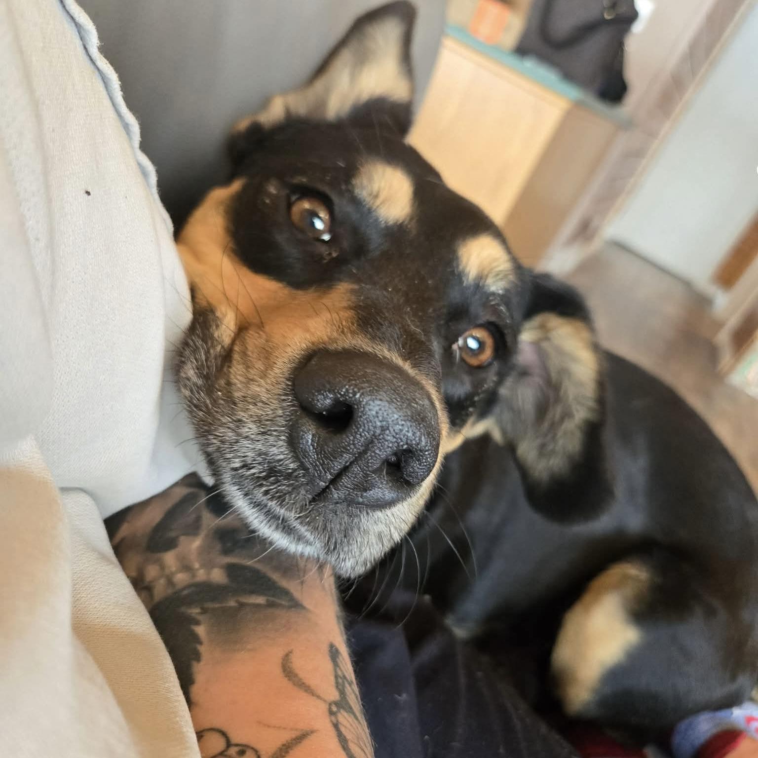 Enlarge Edna aka Belle, a Adoptable mixed breed in Winnipeg, MB image 4/6