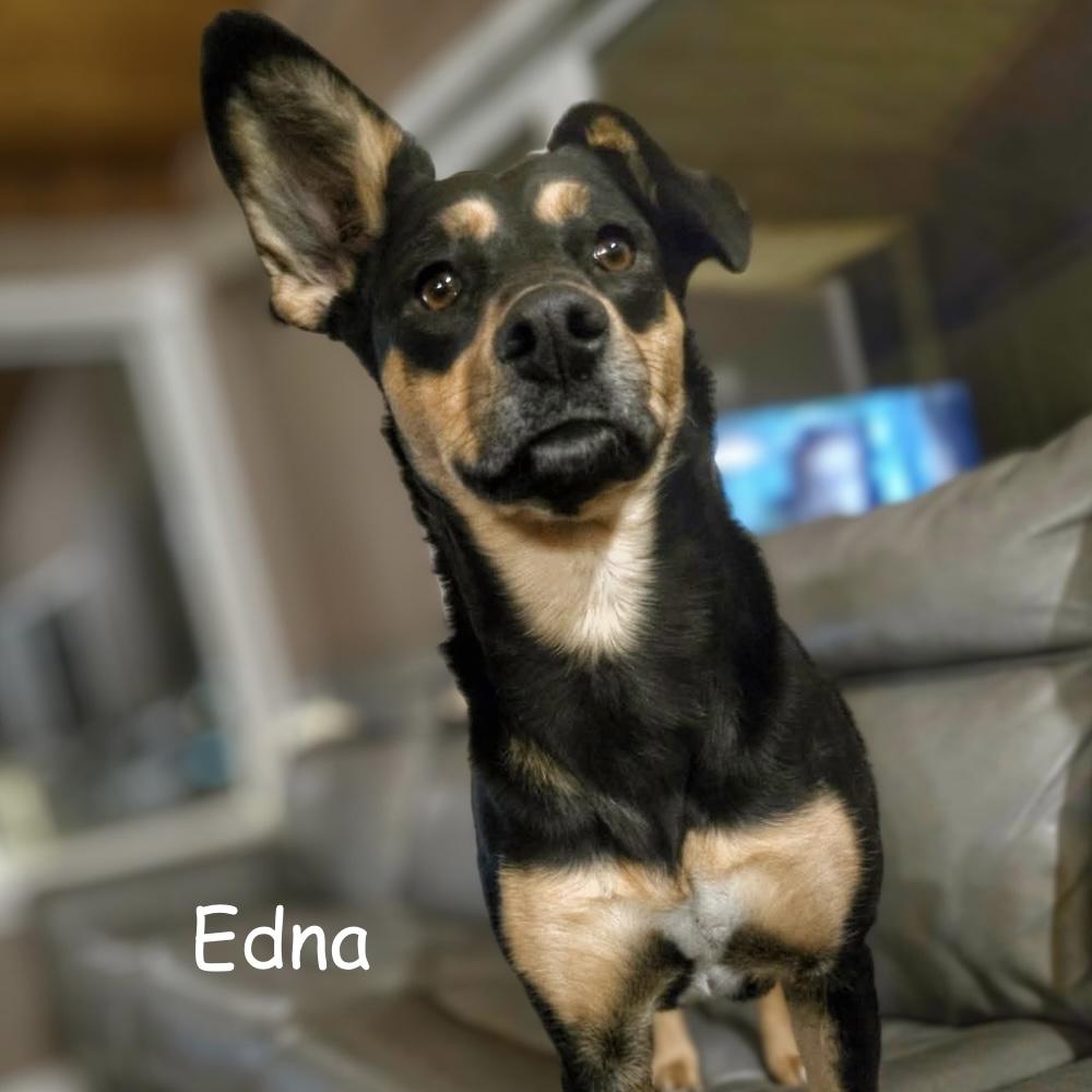 Enlarge Edna aka Belle, a Adoptable mixed breed in Winnipeg, MB image 1/6