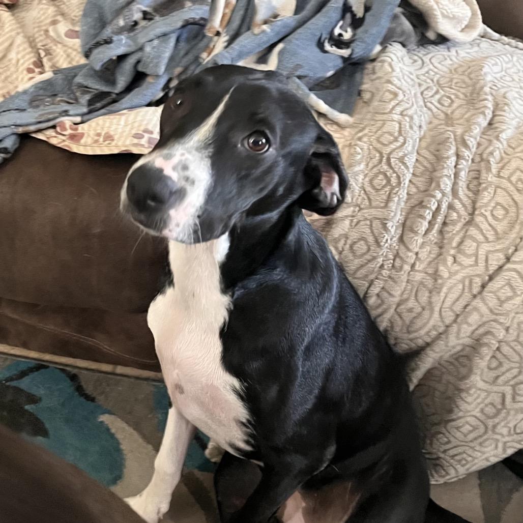 Enlarge Star, a Adoptable mixed breed in Phoenix, AZ image 1/6