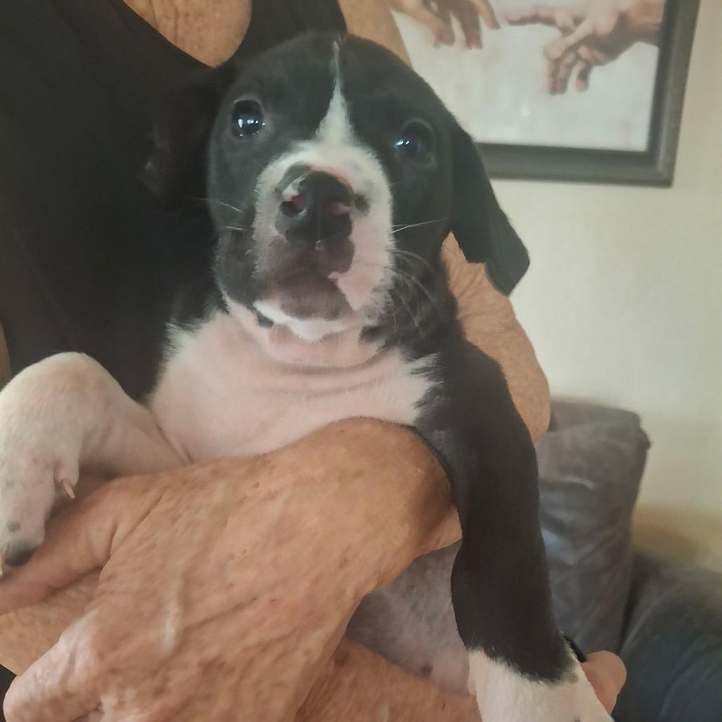 Enlarge Star, a Adoptable mixed breed in Phoenix, AZ image 2/6