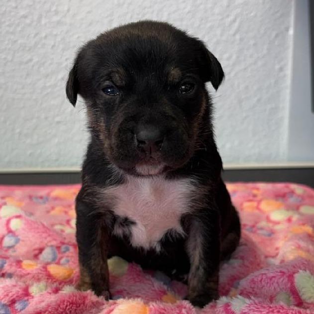 Enlarge Star, a Adoptable mixed breed in Phoenix, AZ image 3/6