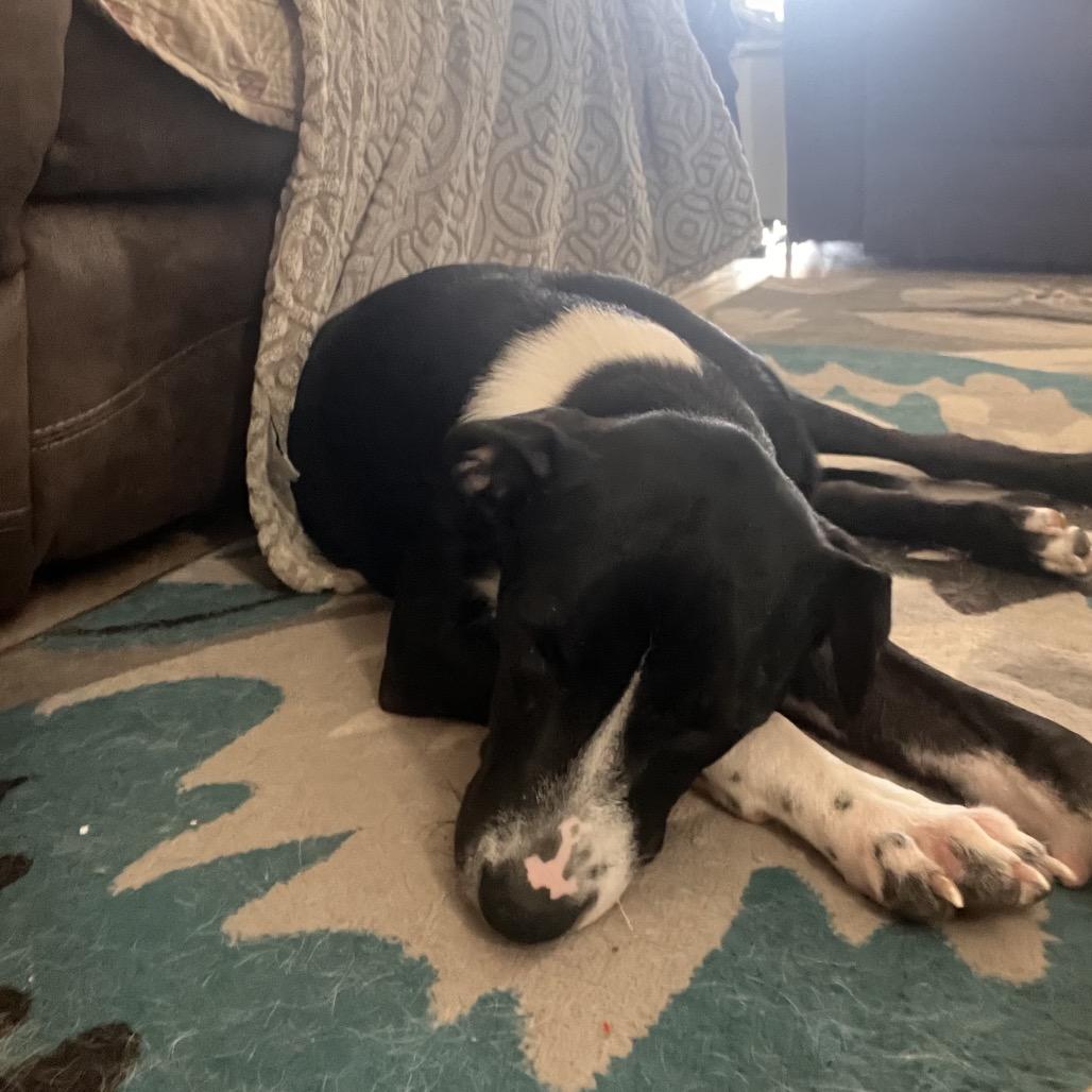 Enlarge Star, a Adoptable mixed breed in Phoenix, AZ image 4/6