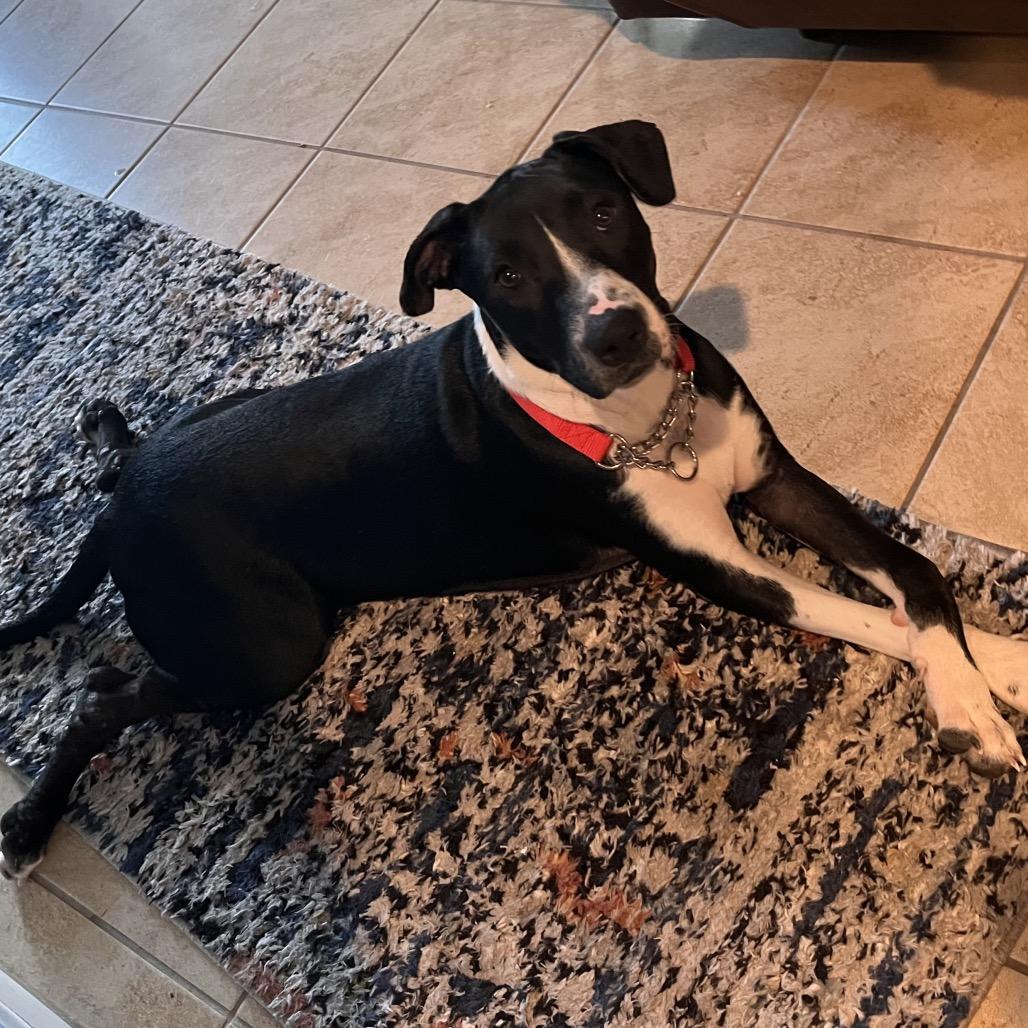 Enlarge Star, a Adoptable mixed breed in Phoenix, AZ image 5/6