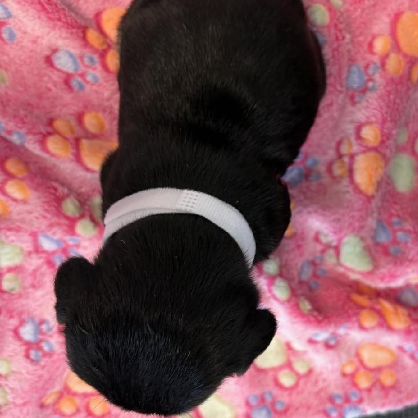 Enlarge Star, a Adoptable mixed breed in Phoenix, AZ image 6/6