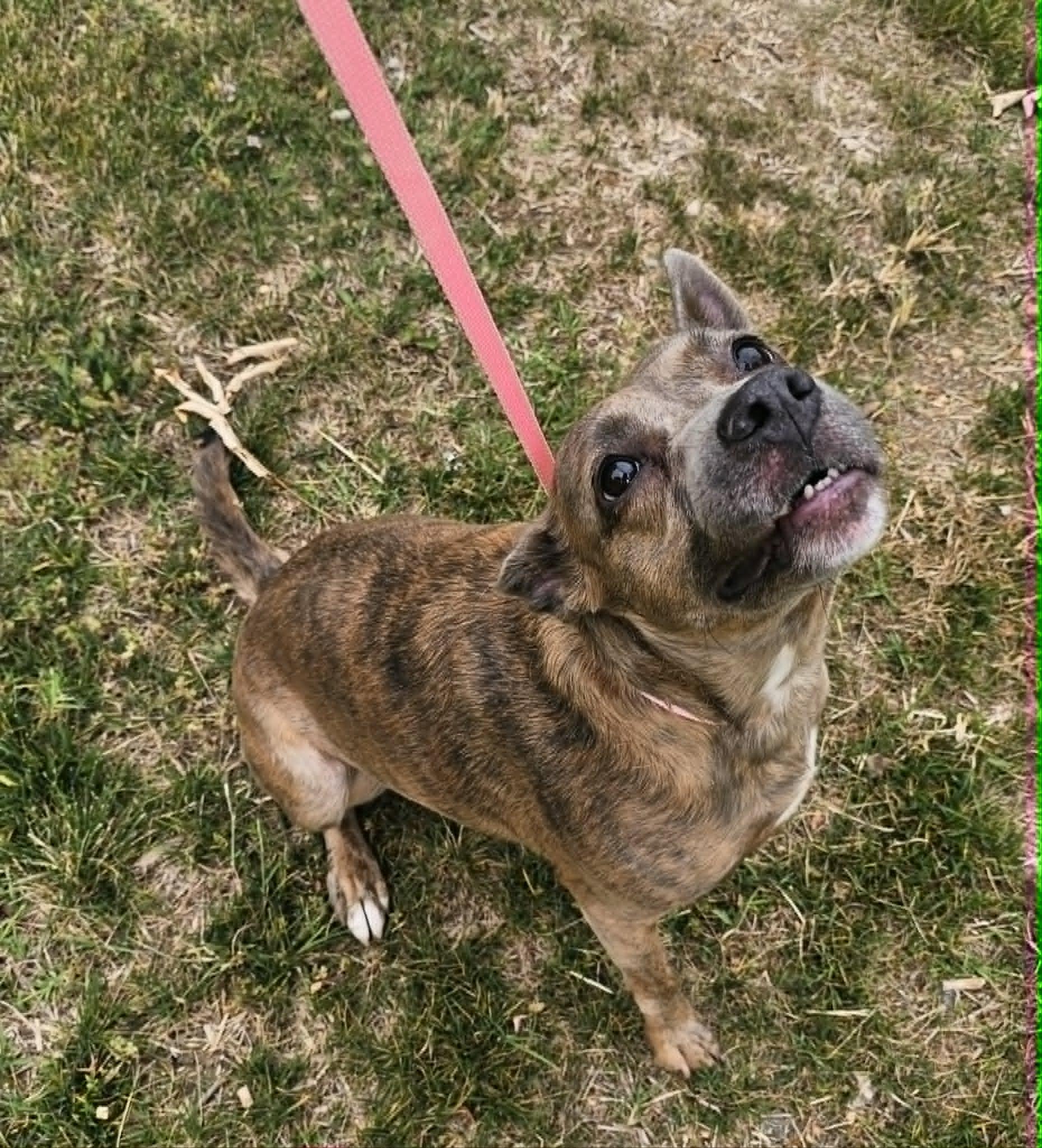 Enlarge Sassafras, a ADOPTABLE mixed breed in Nashville, TN image 4/4