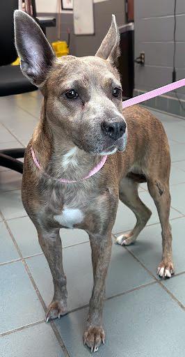 Enlarge Sassafras, a ADOPTABLE mixed breed in Nashville, TN image 3/4