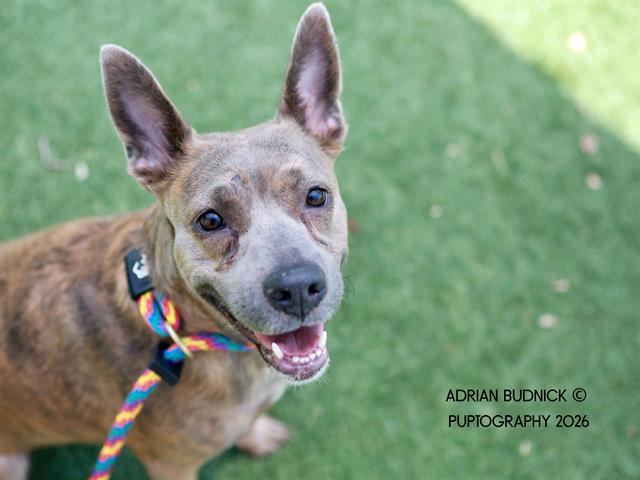 Sassafras, ADOPTABLE, Adult Female Mixed Breed.