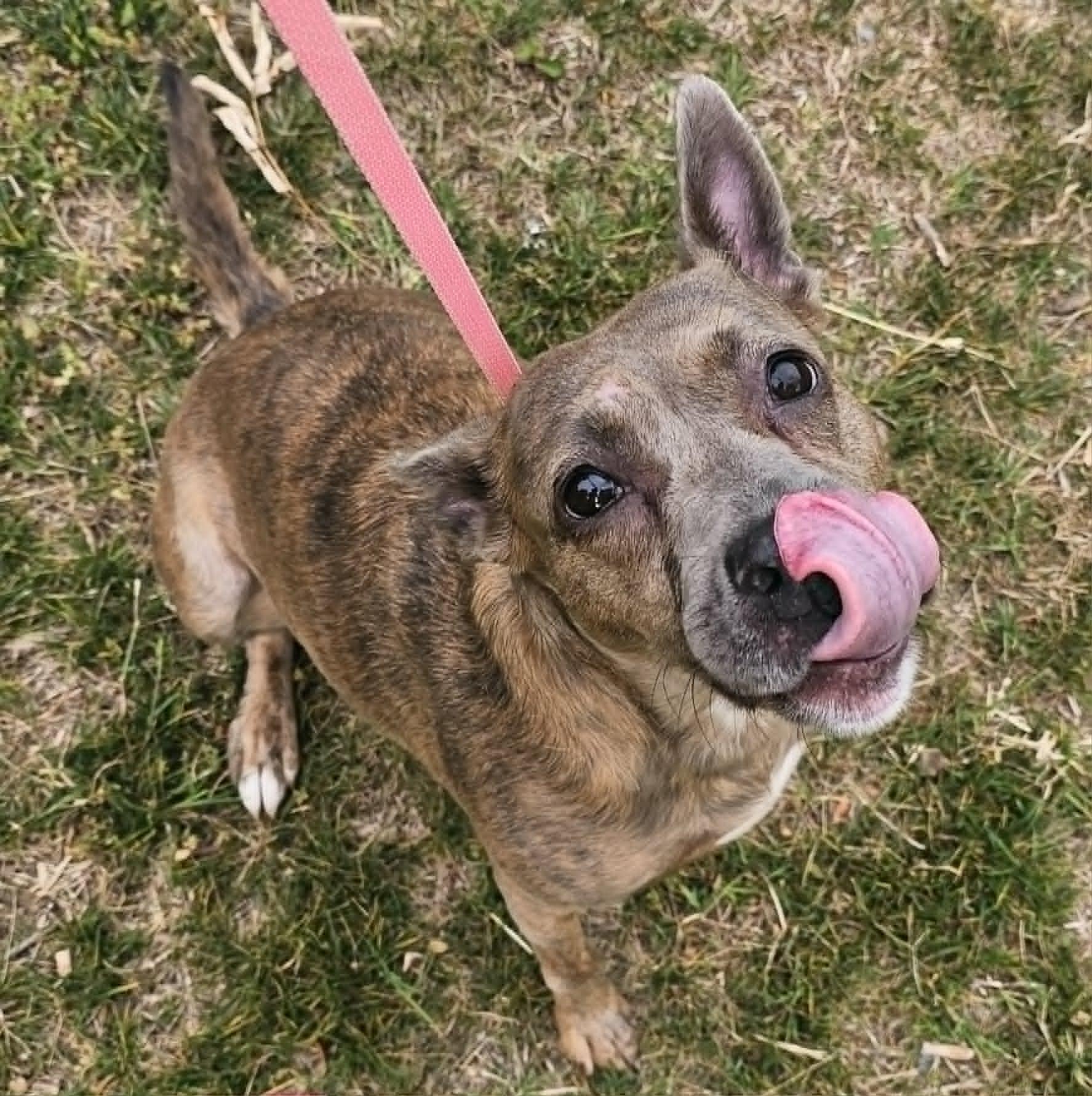 Enlarge Sassafras, a ADOPTABLE mixed breed in Nashville, TN image 2/4