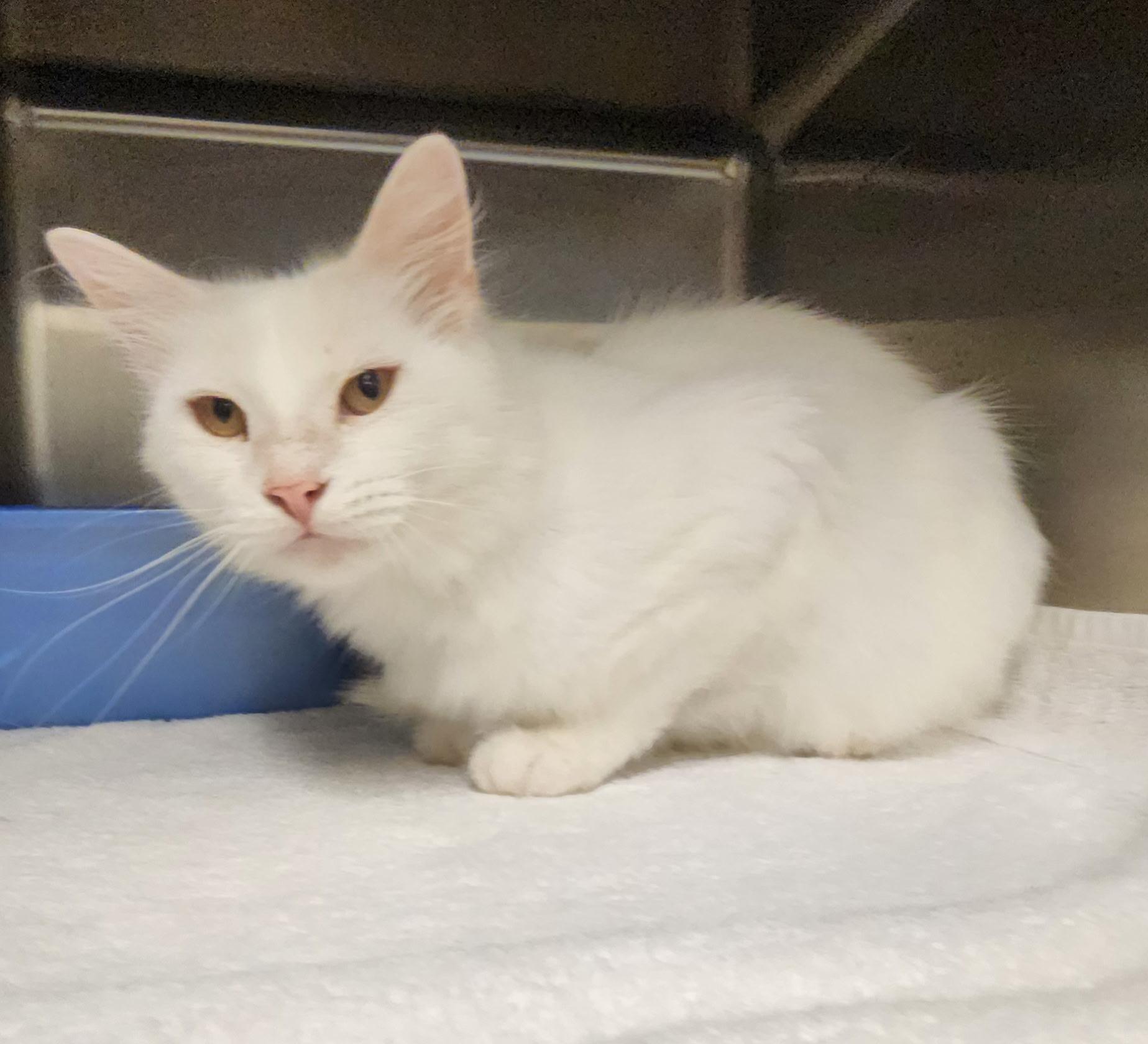 Enlarge Pan, a Adoptable Domestic Short Hair in Stanley, VA image 1/2