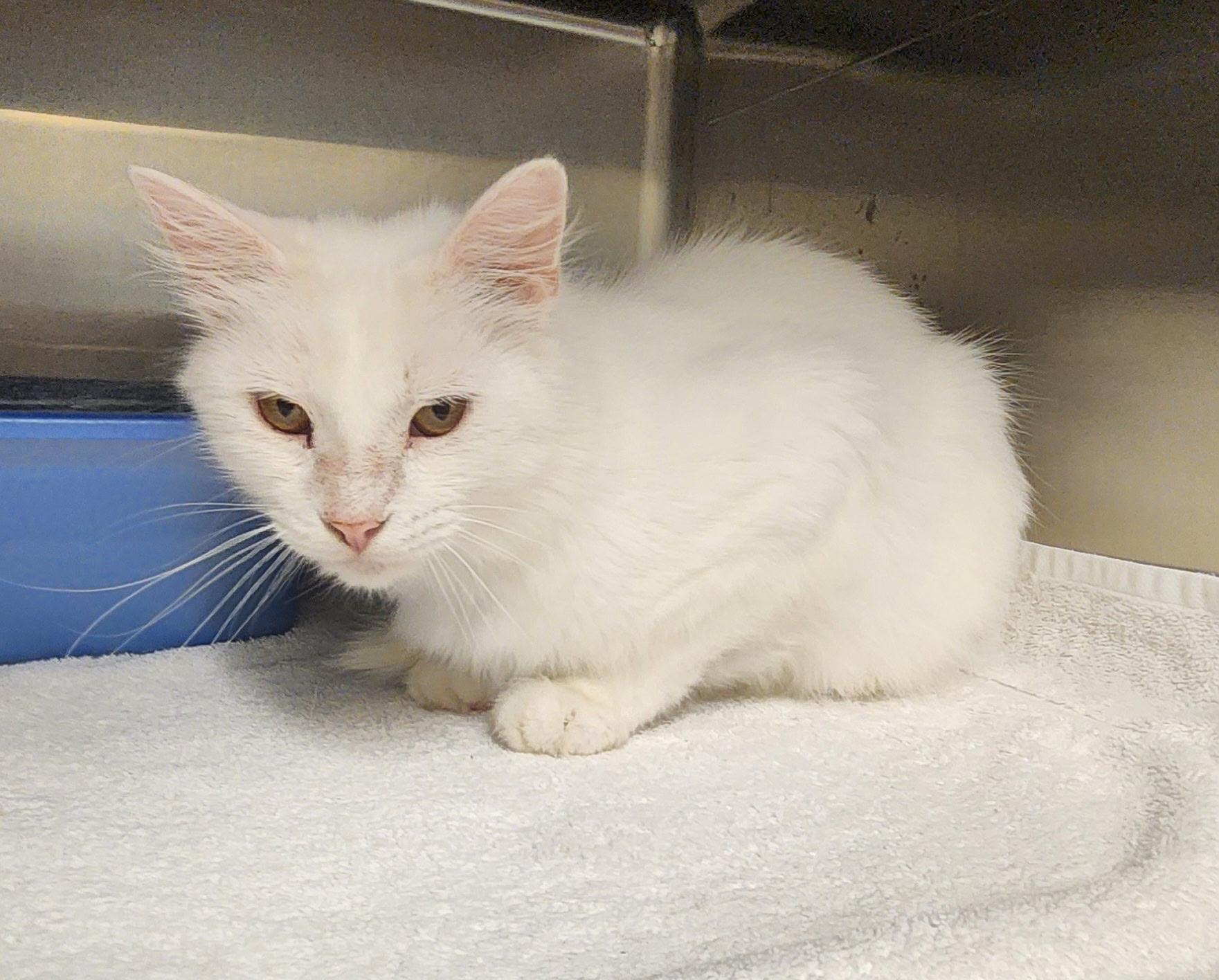 Enlarge Pan, a Adoptable Domestic Short Hair in Stanley, VA image 2/2