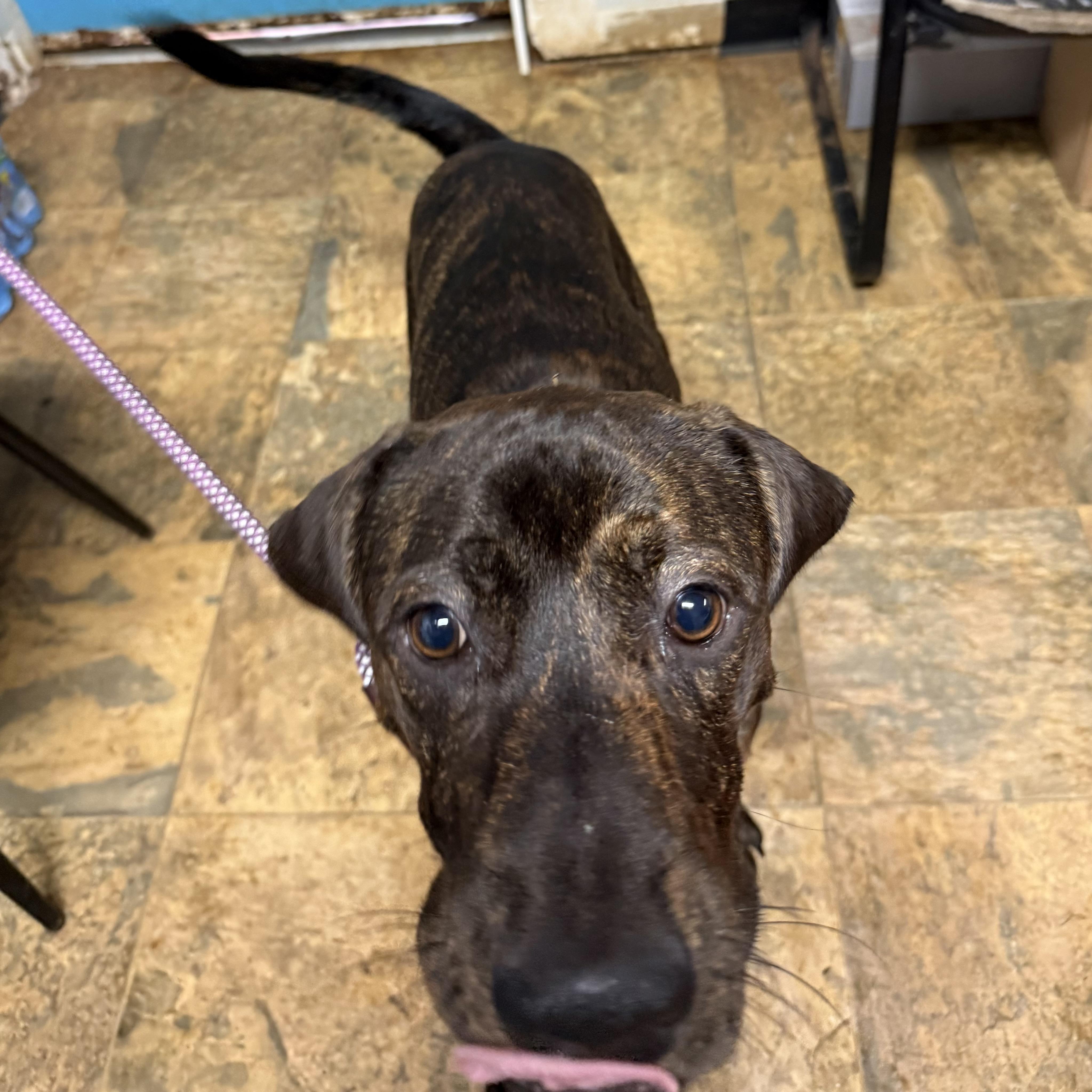 Enlarge Skinny Pop, a Adoptable mixed breed in Port Byron , NY image 5/6