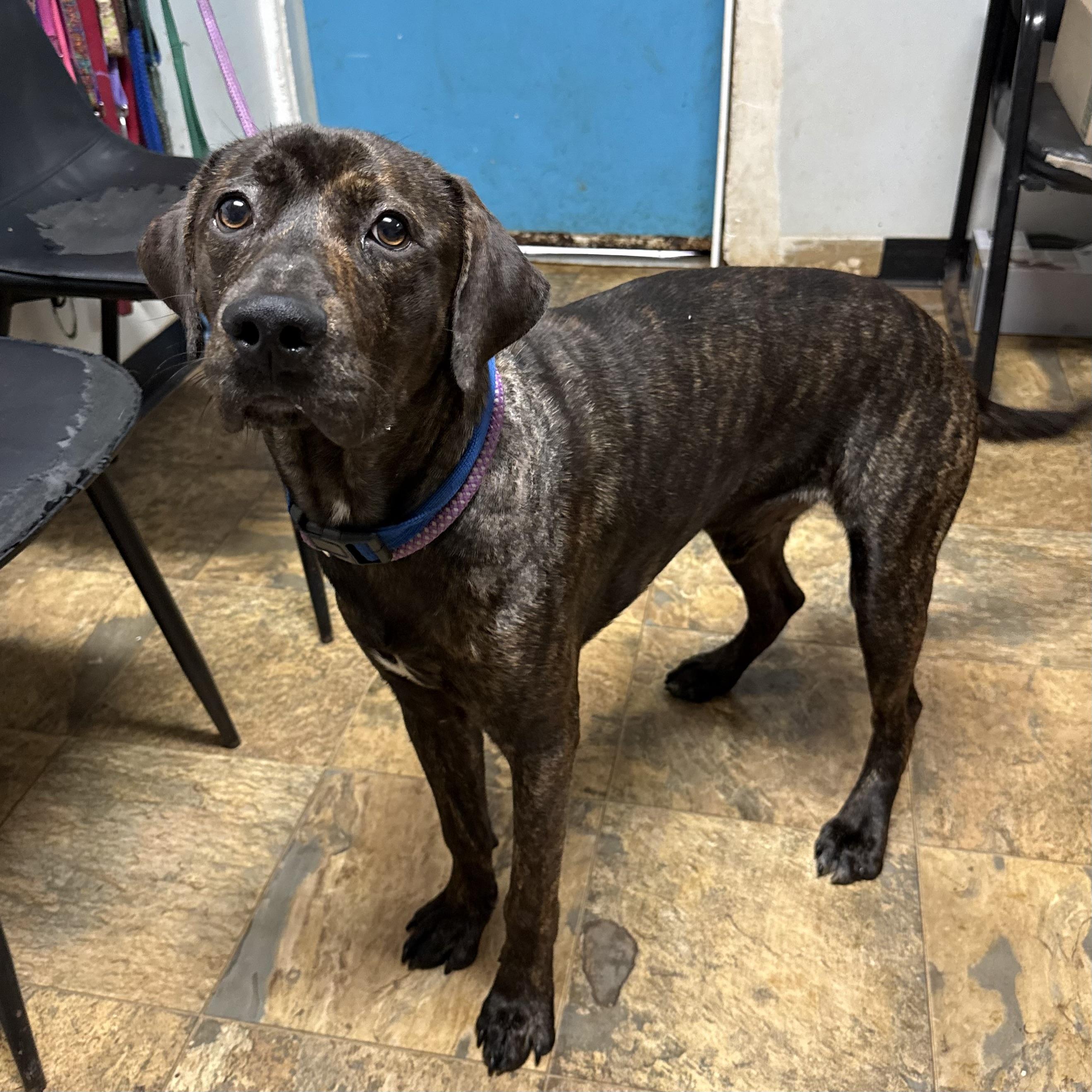 Enlarge Skinny Pop, a Adoptable mixed breed in Port Byron , NY image 6/6