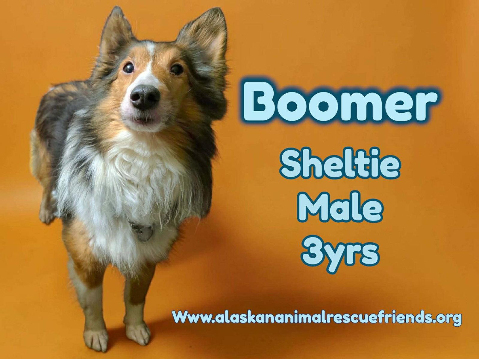 Boomer, Adoptable, Adult Male Shetland Sheepdog / Sheltie.