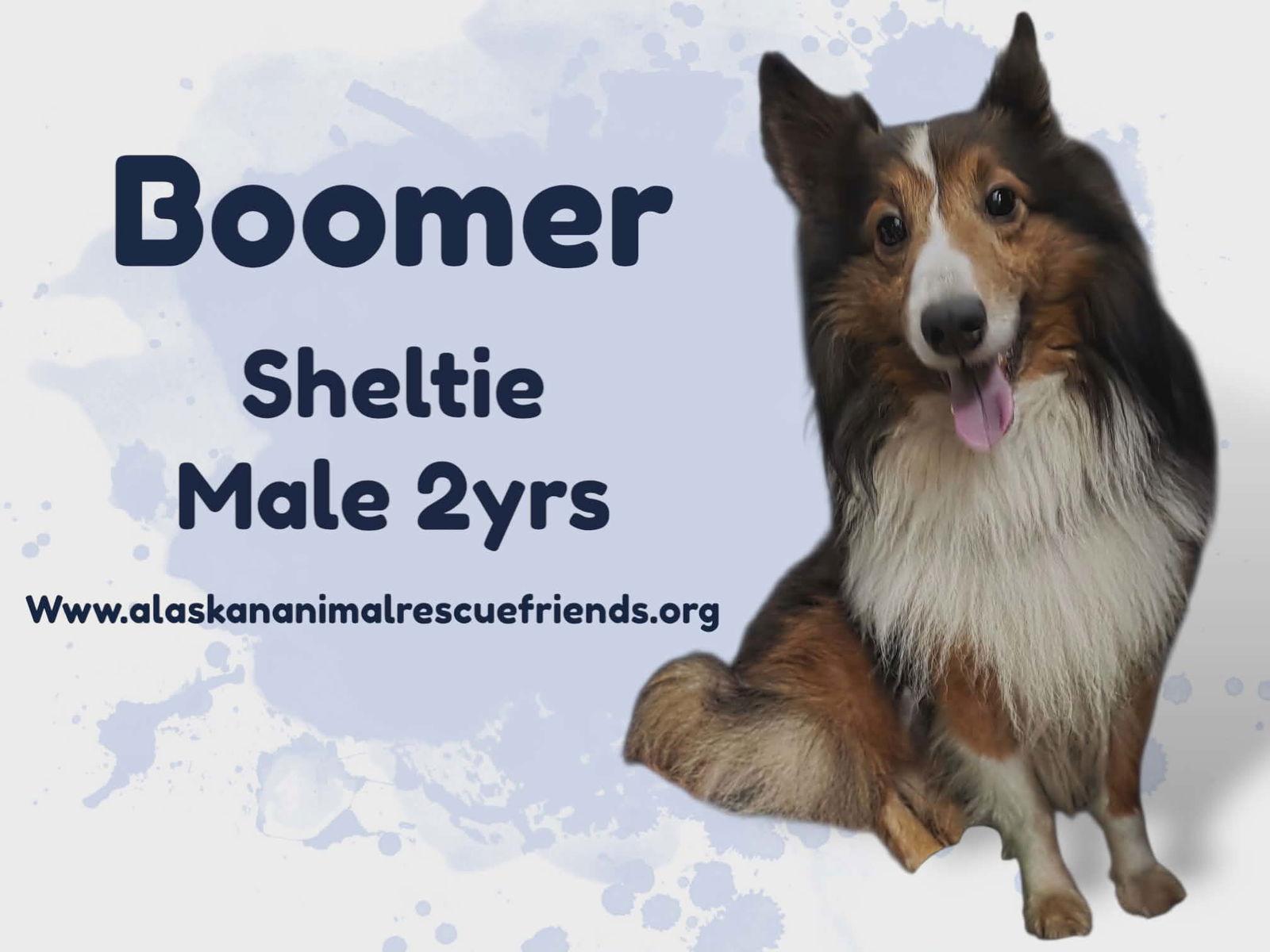 Enlarge Boomer, a Adoptable Shetland Sheepdog / Sheltie in Anchorage, AK image 1/1