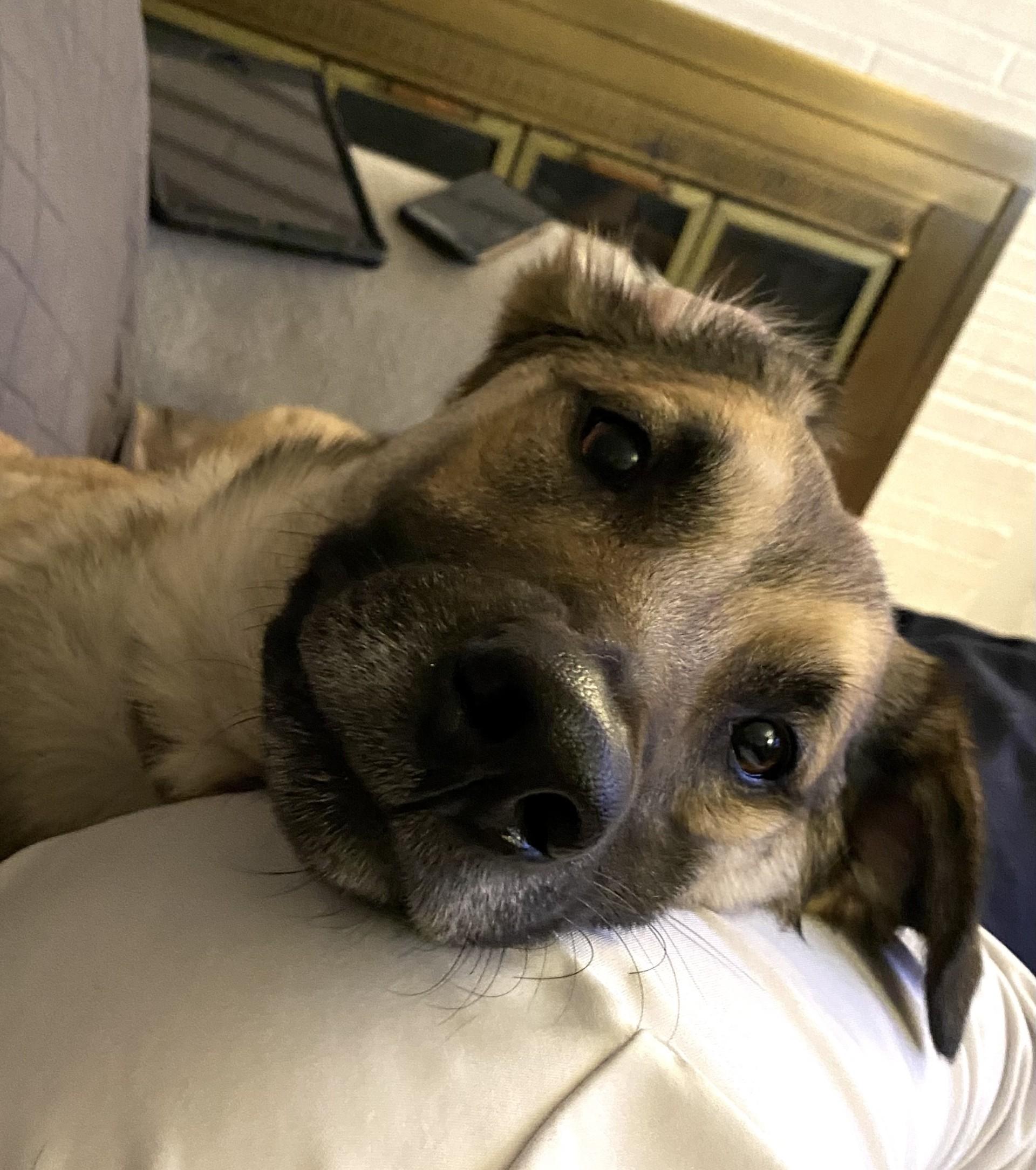 Enlarge Bucky (FKA Spencer), a Adoptable mixed breed in Orlando, FL image 5/6