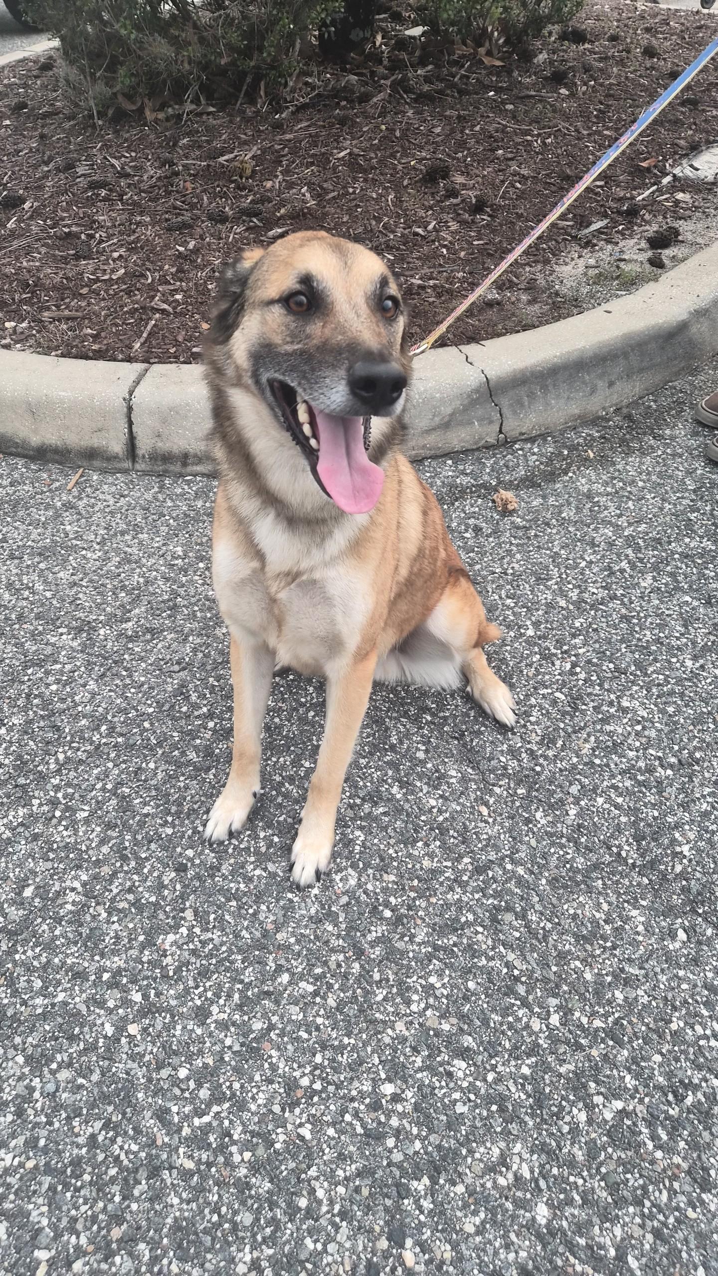 Bucky (FKA Spencer), Adoptable, Adult Male Shepherd & Retriever.
